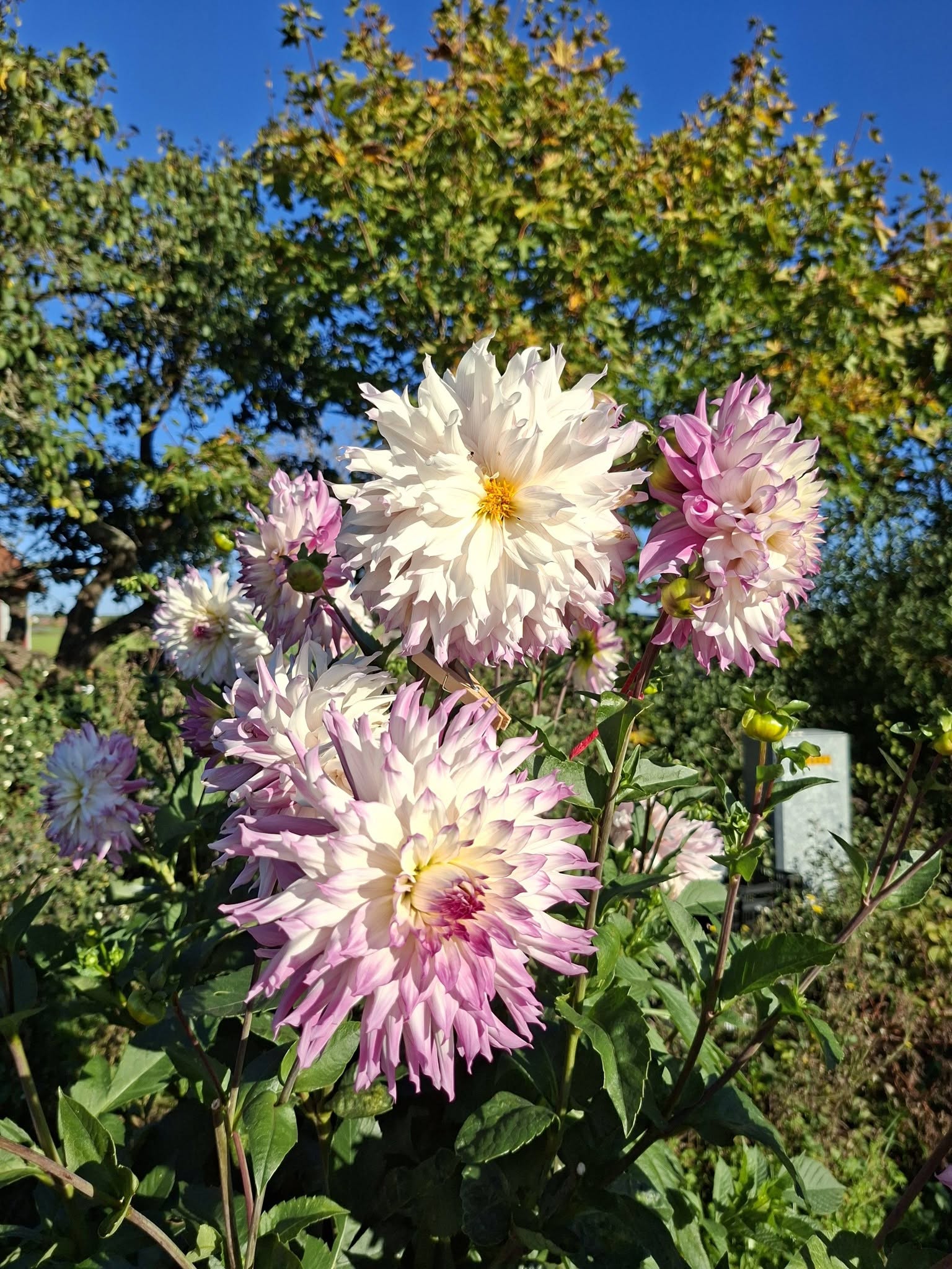 Dahlia knöl Ferncliff Illusion dekorativ - 7