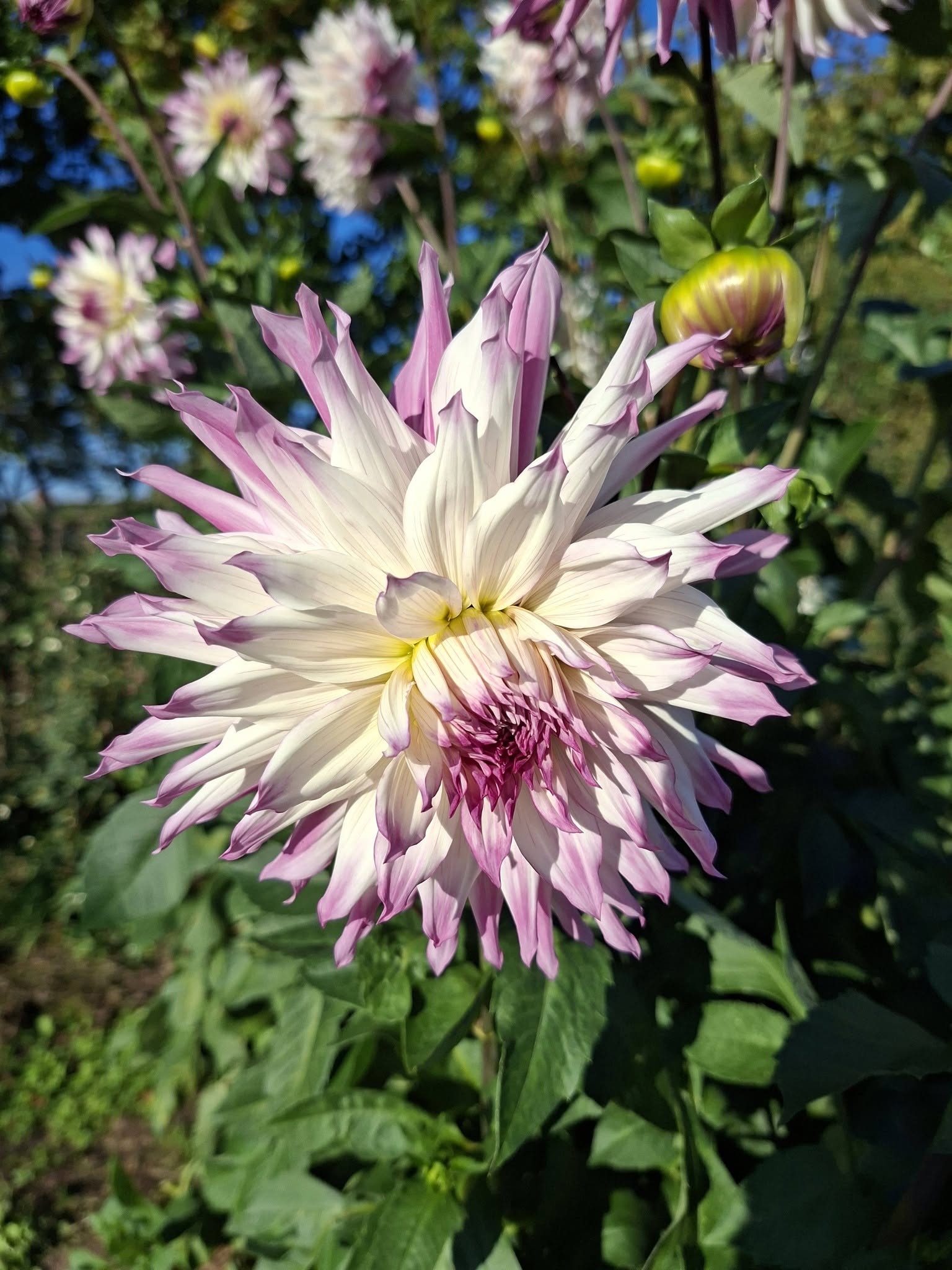 Dahlia knöl Ferncliff Illusion dekorativ - 3