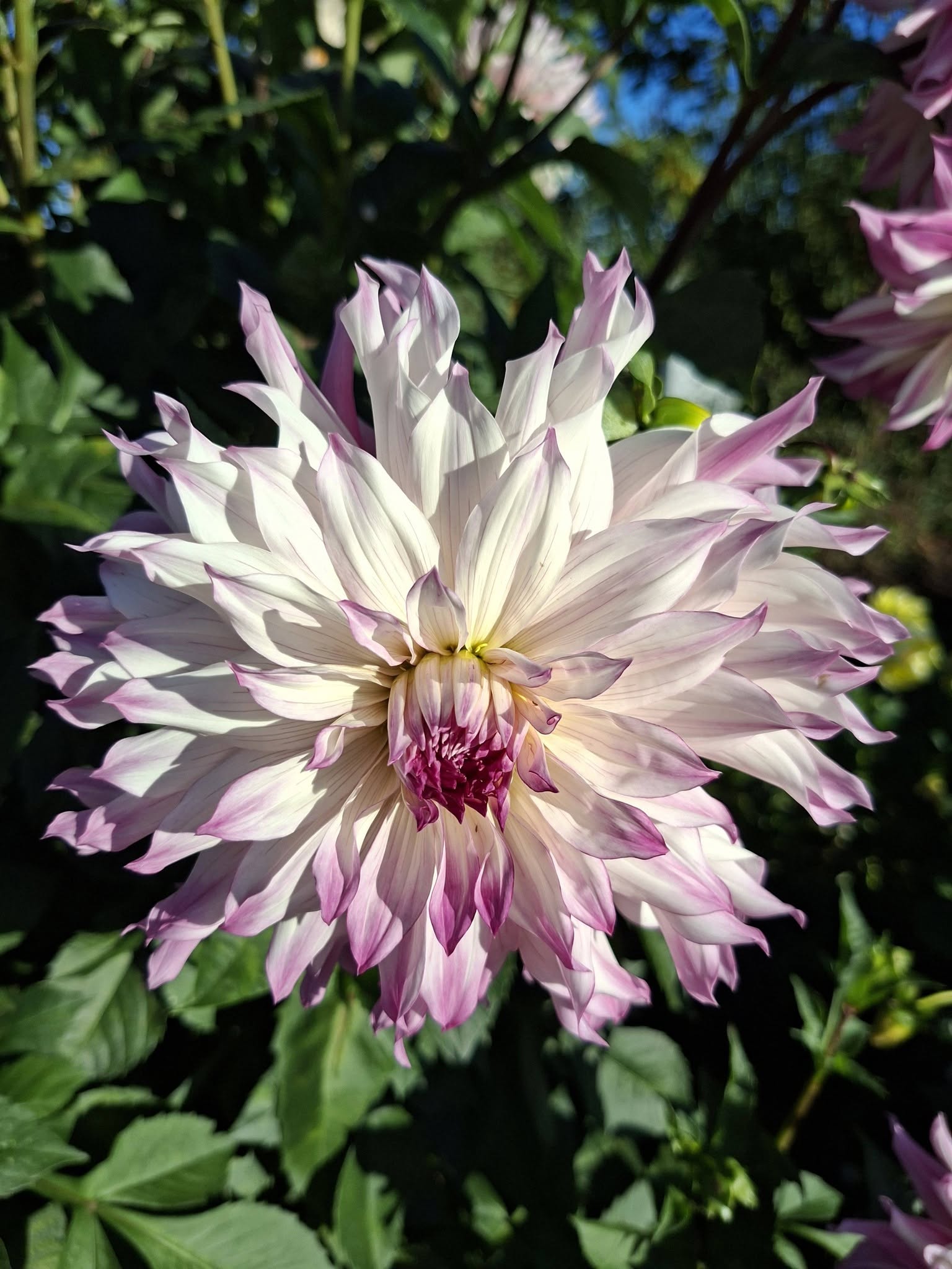 Dahlia knöl Ferncliff Illusion dekorativ - 6