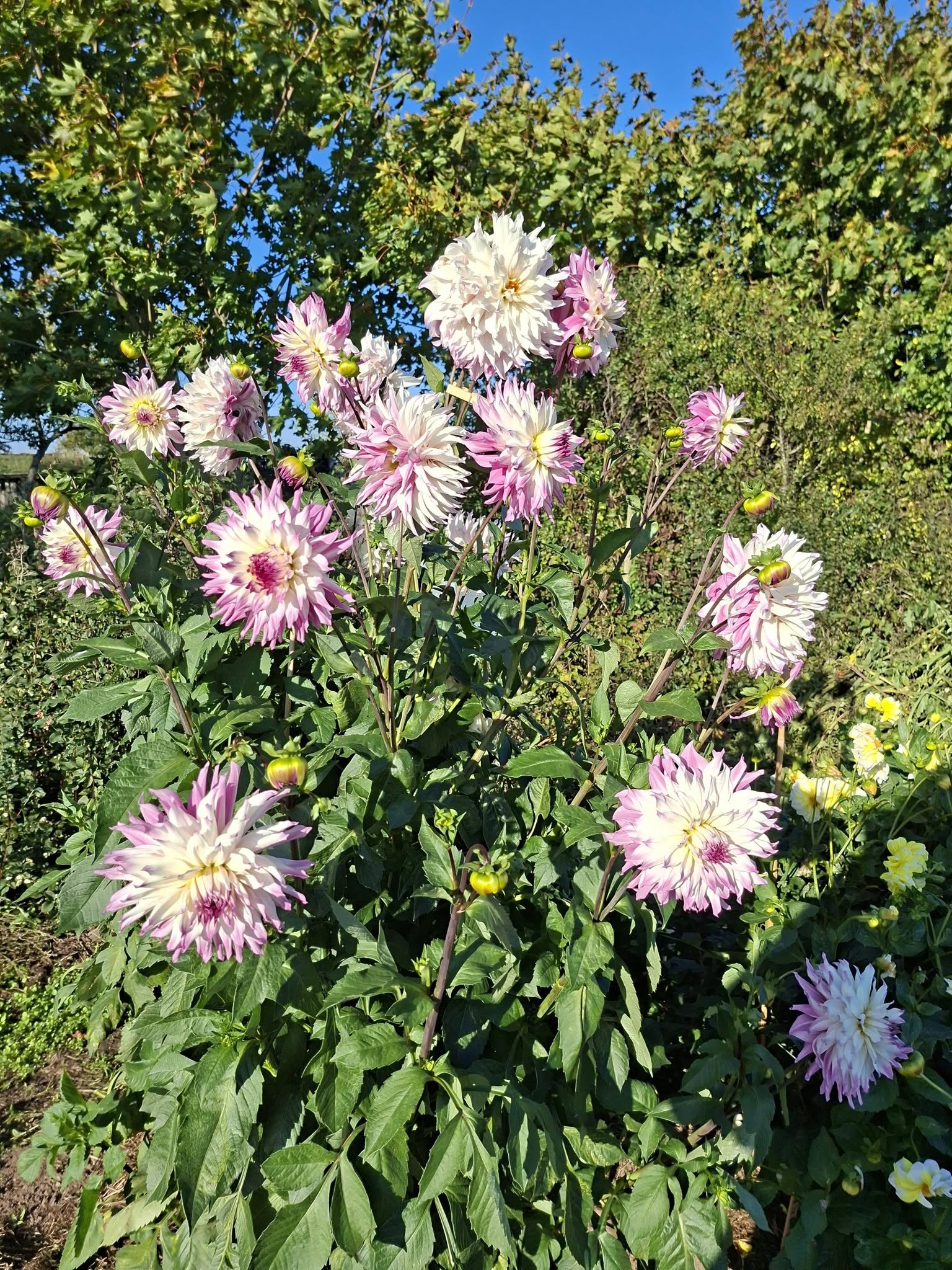 Dahlia knöl Ferncliff Illusion dekorativ - 4