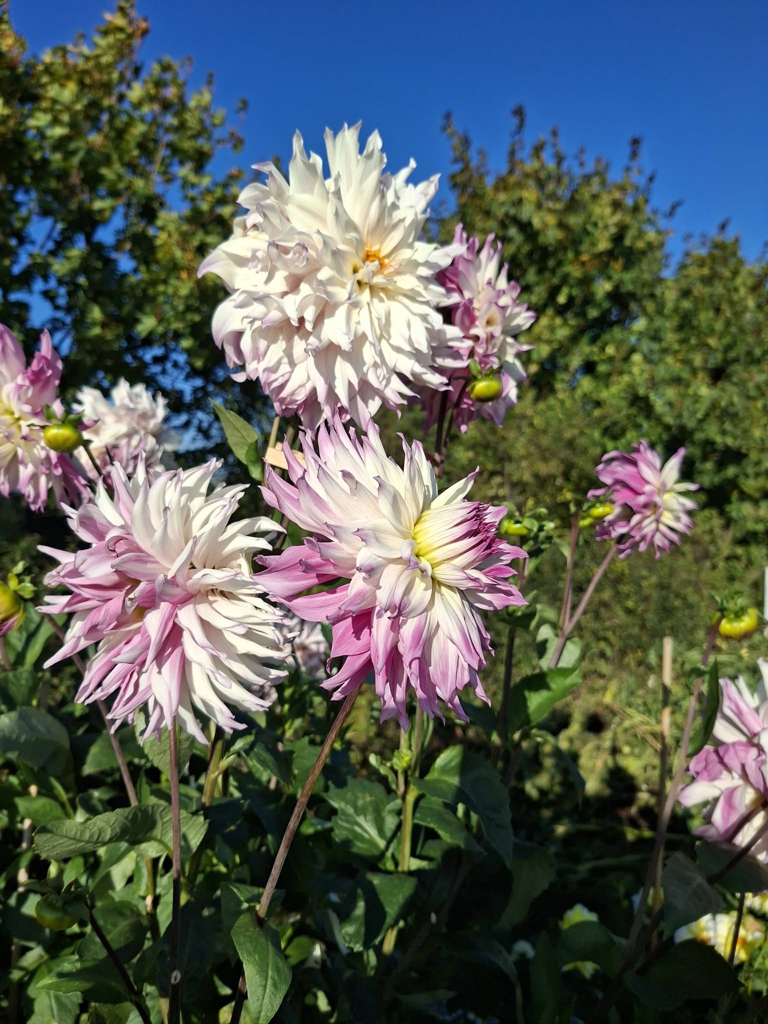 Dahlia knöl Ferncliff Illusion dekorativ - 5