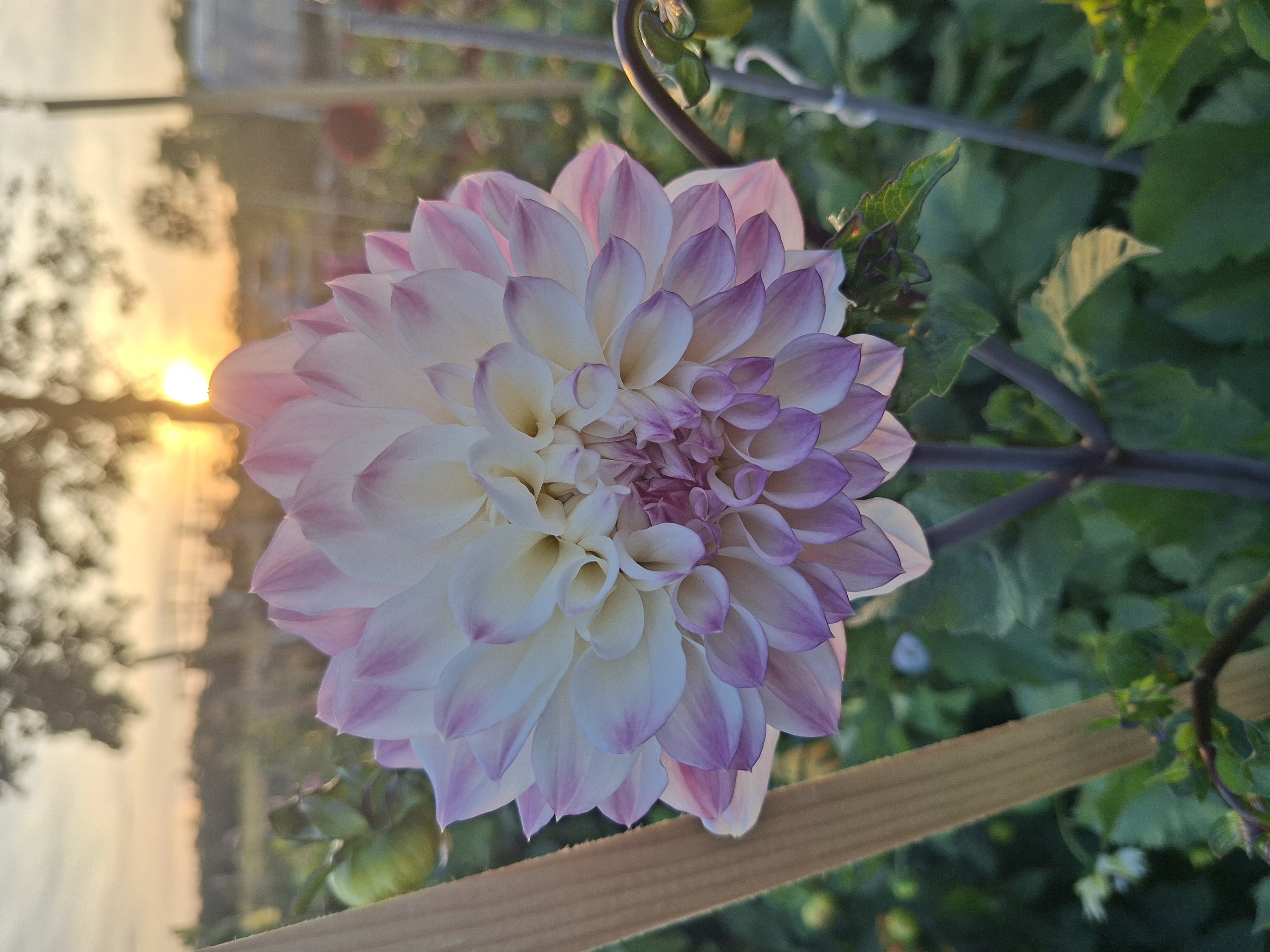 Dahlia knöl Ferncliff Illusion dekorativ - 2