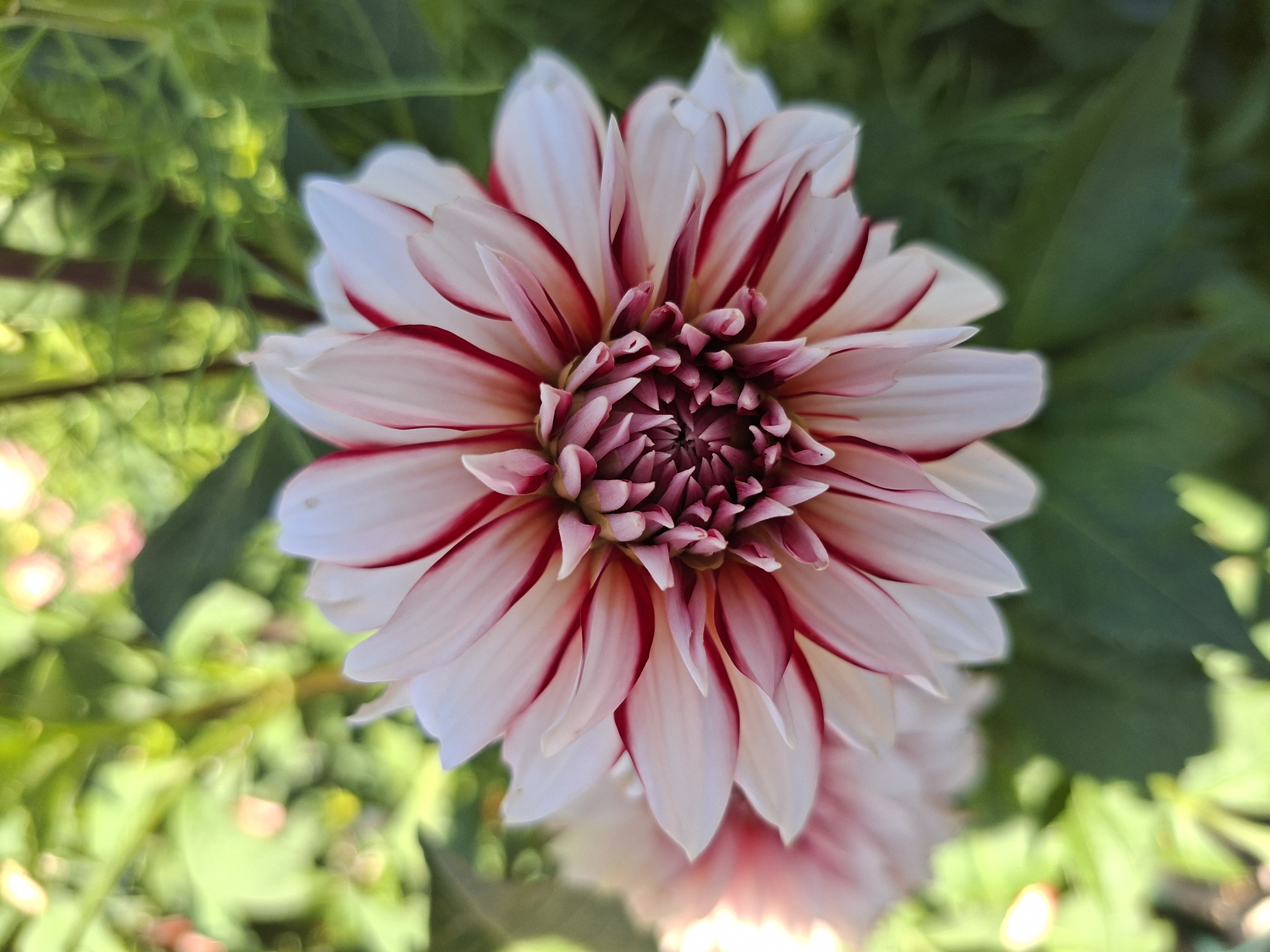 Dahlia knöl Santa Claus Dekorativ - 2