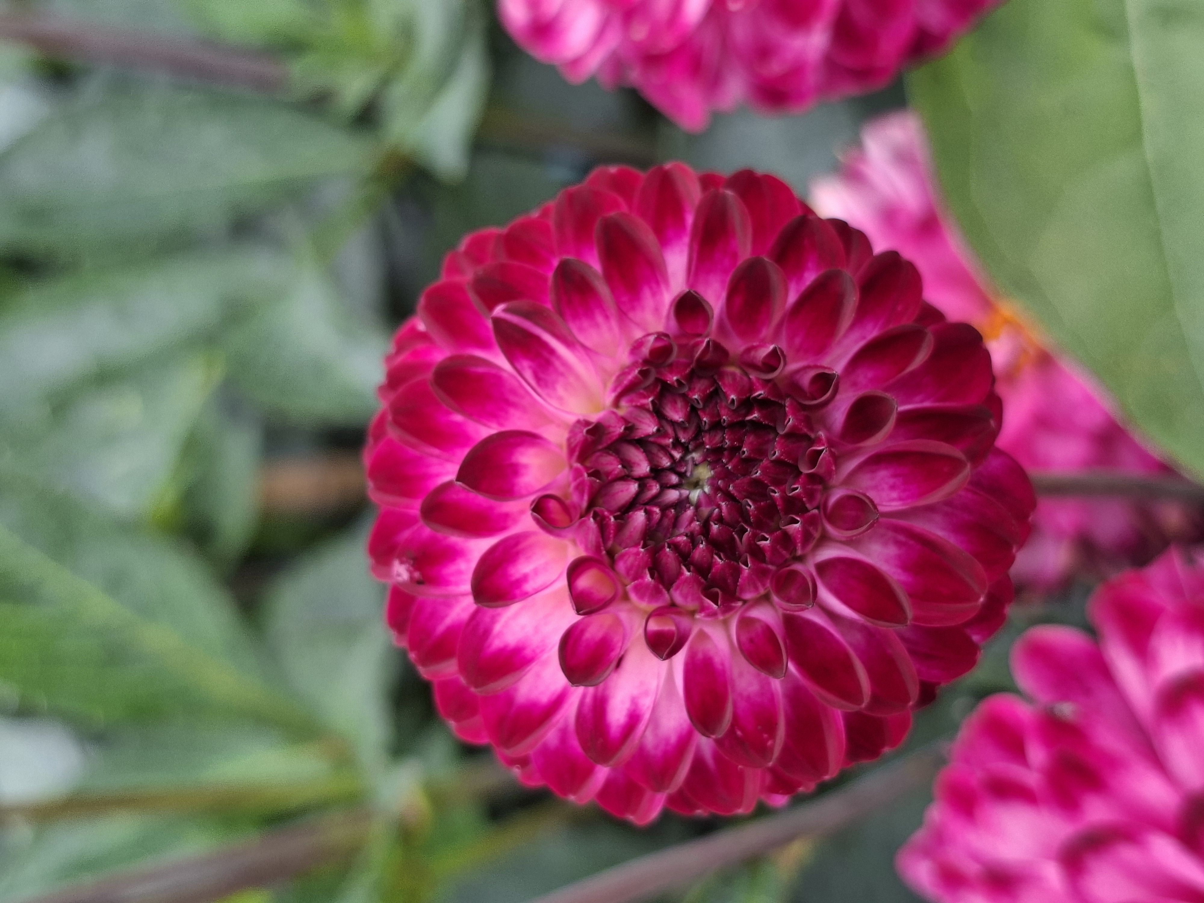 Dahlia knöl Little Robert bolldahlia/pompom - 2