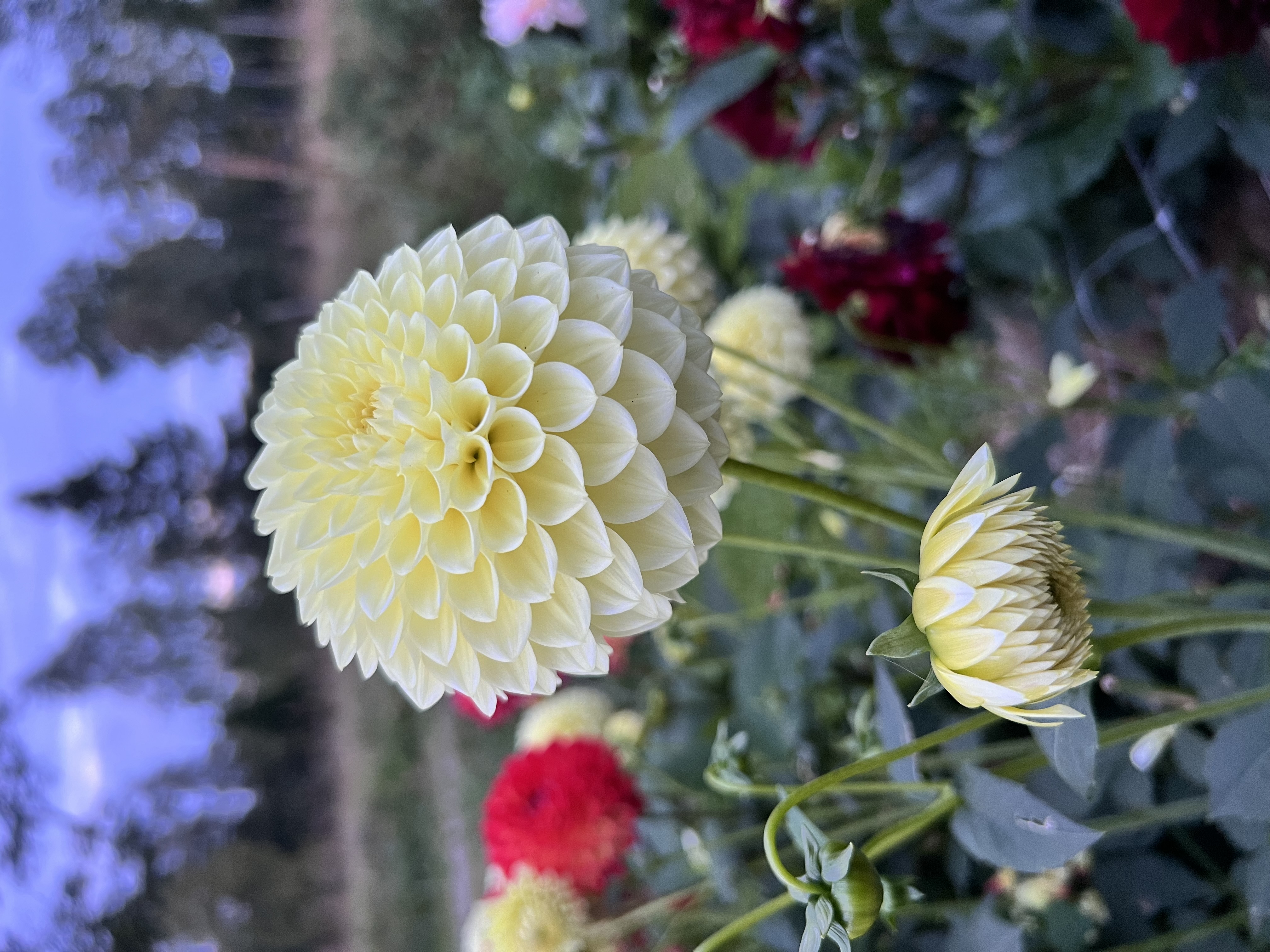 Dahlia knöl Jowey Martina bolldahlia Nyhet 2027!