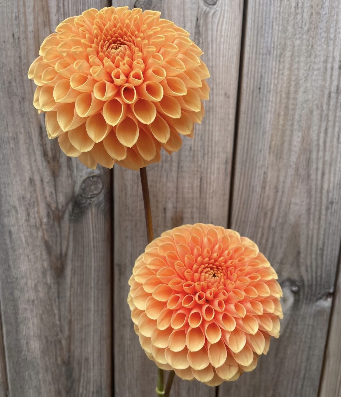 Dahlia knöl Jowey Linda bolldahlia Nyhet 2027!
