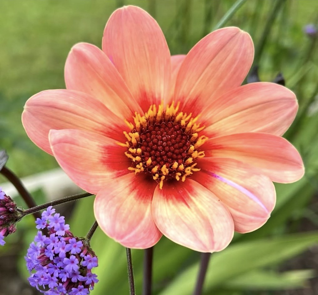 Dahlia knöl  HS First Love "Enkelblommande" Nyhet 2027