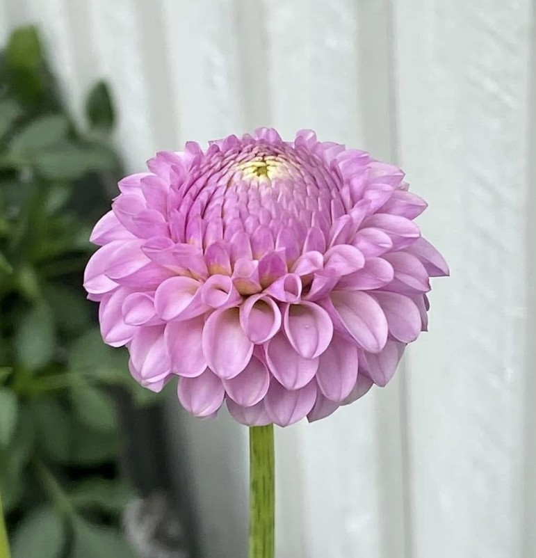 Dahlia  knöl Lipoma "Pompon"Nyhet 2027!