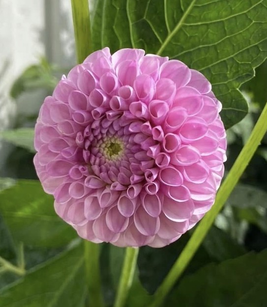 Dahlia  knöl Lipoma "Pompon"Nyhet 2027! - 2