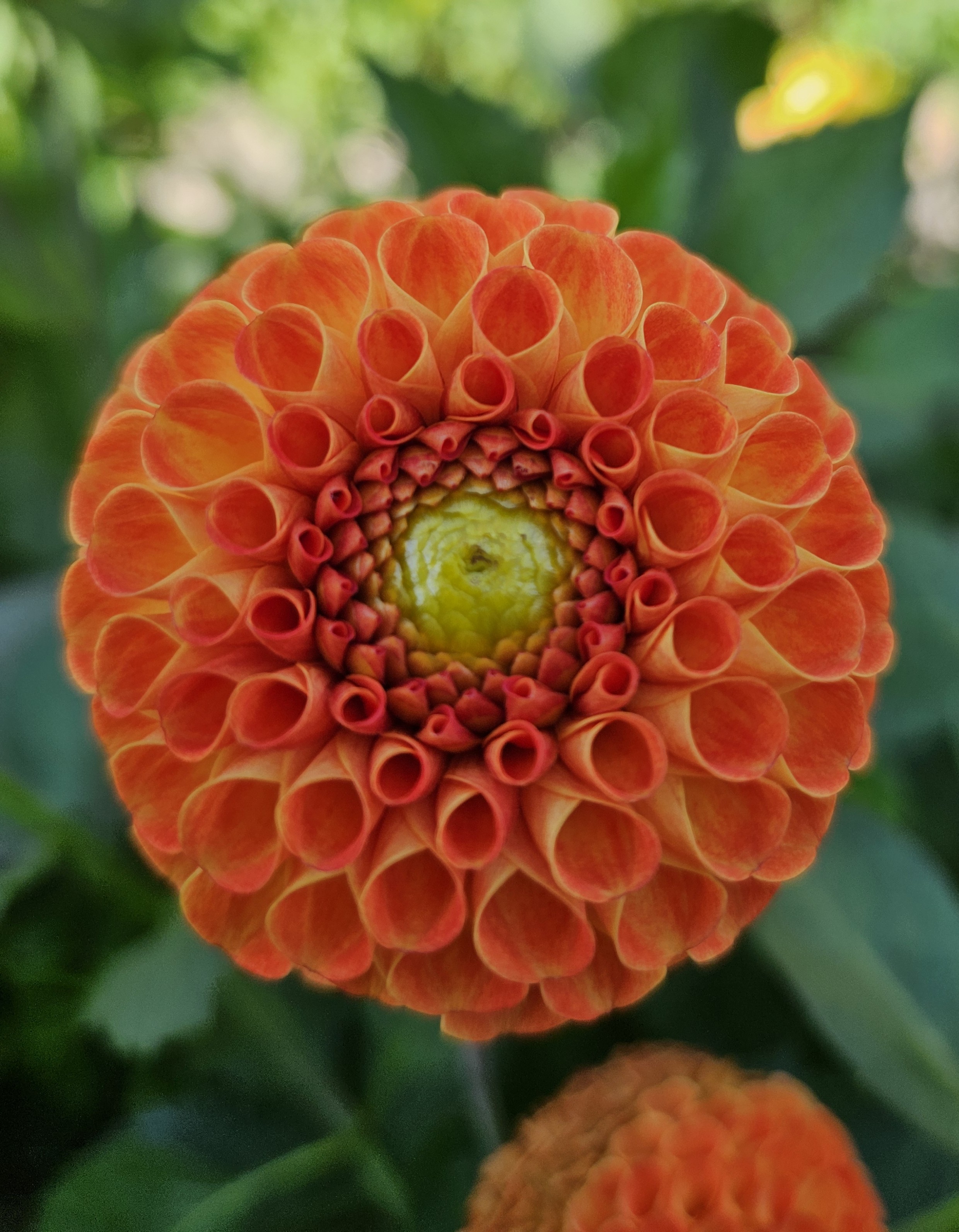 Dahlia  knöl Bantling "Pompon"Nyhet 2027!
