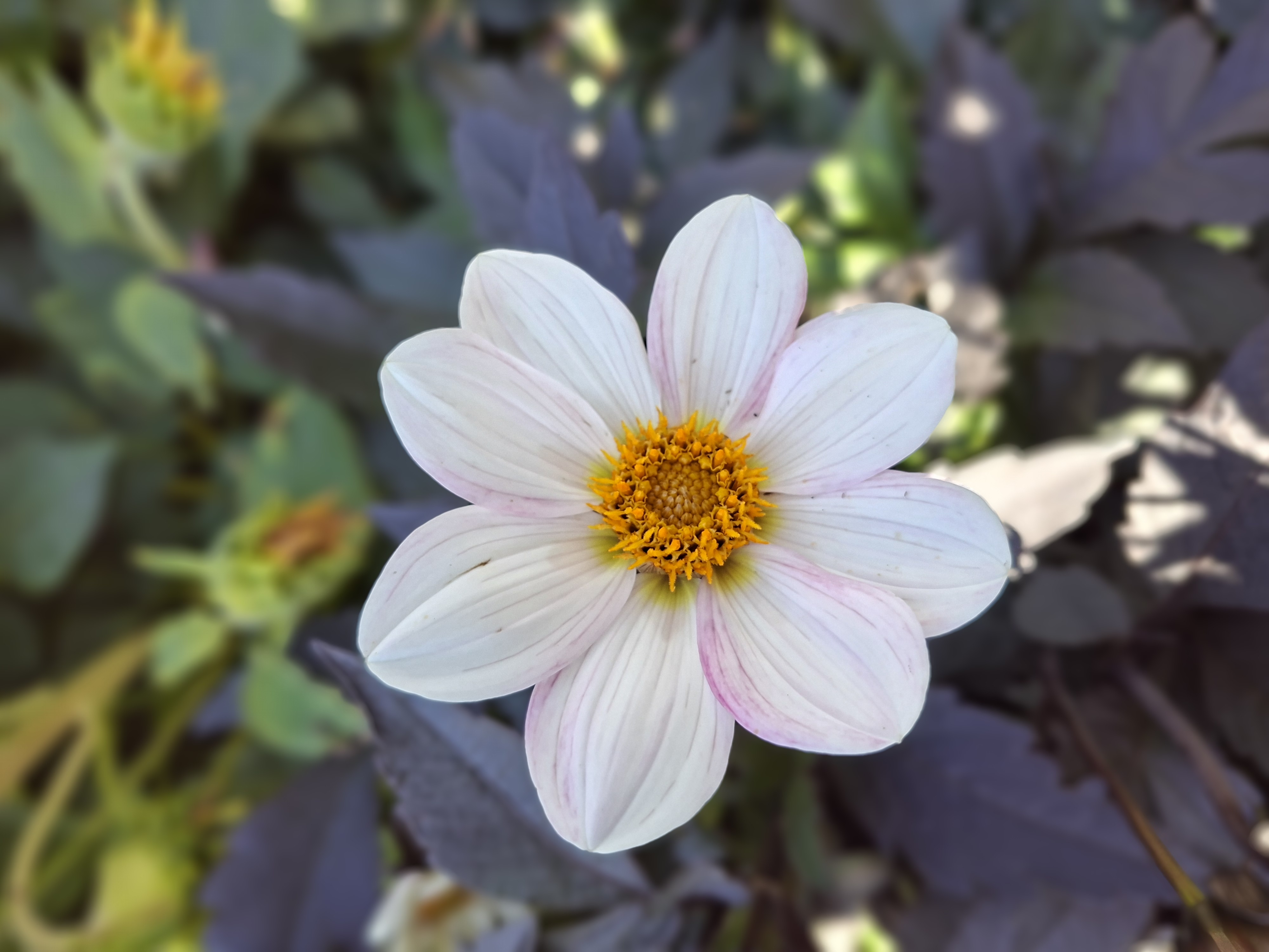 Dahlia knöl Dahlegria White enkelblommande - 2