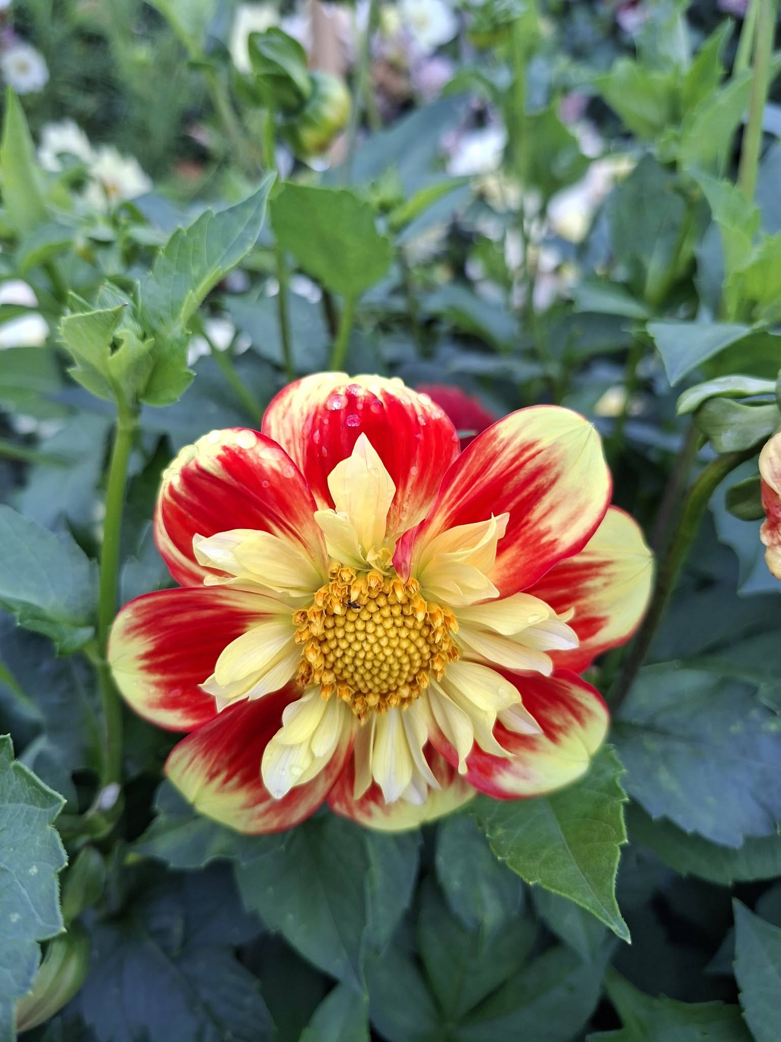 Dahlia knöl  Pooh- Swan Island Nyhet 2027 - 2