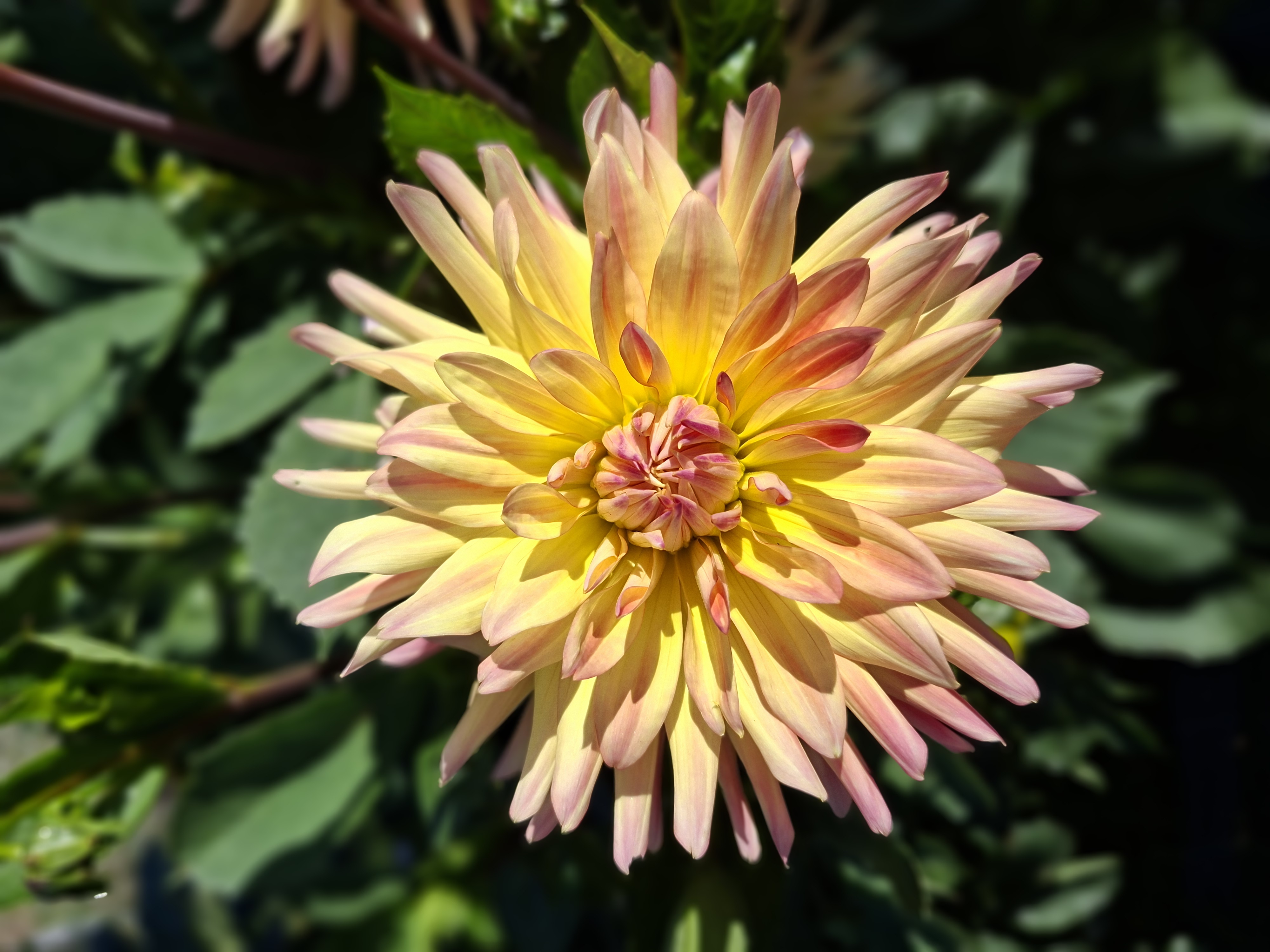 Dahlia knöl Cabana Banana Kaktus - 3