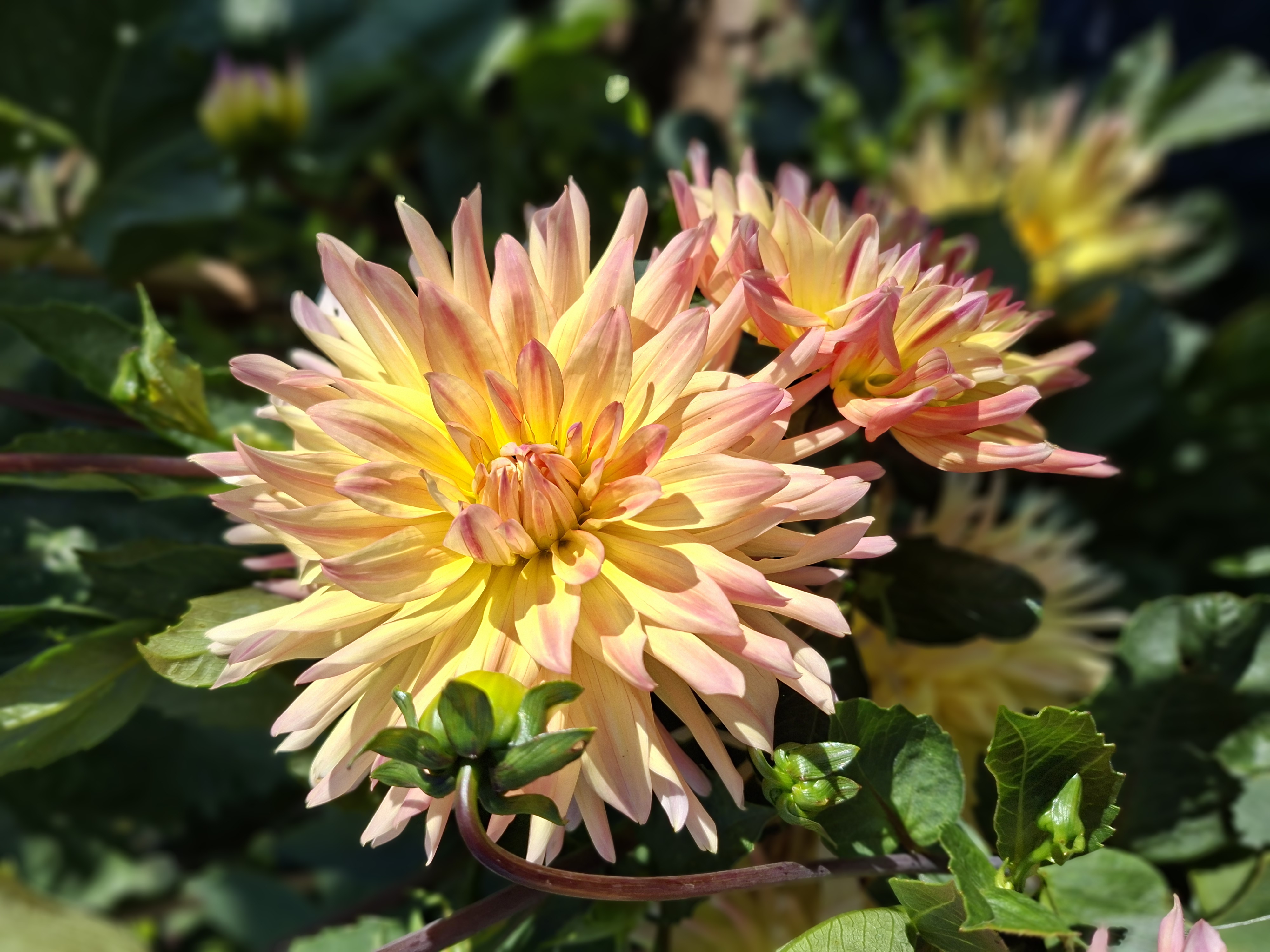 Dahlia knöl Cabana Banana Kaktus - 2