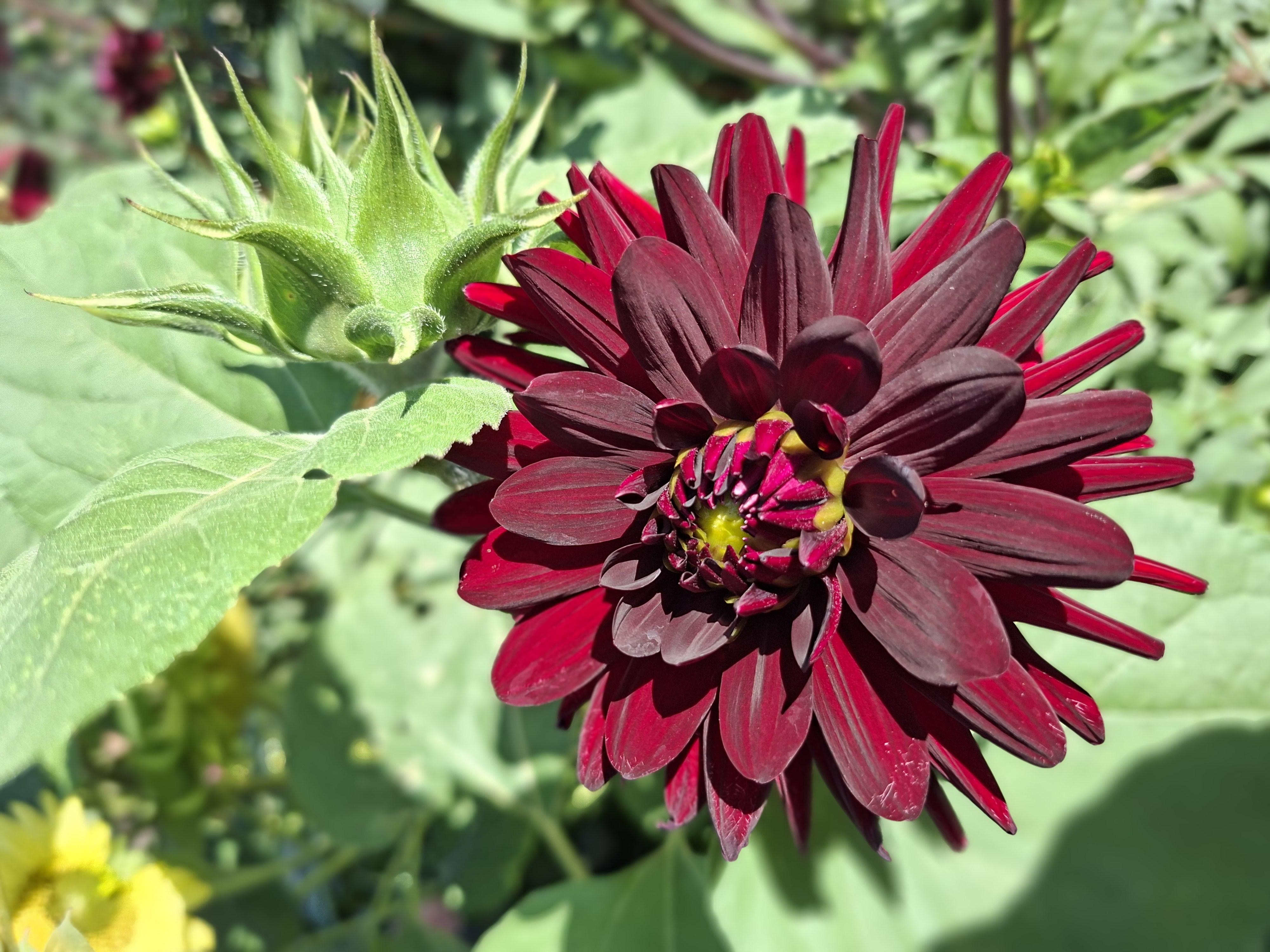 Dahlia knöl Chat Noir Kaktus  - 3