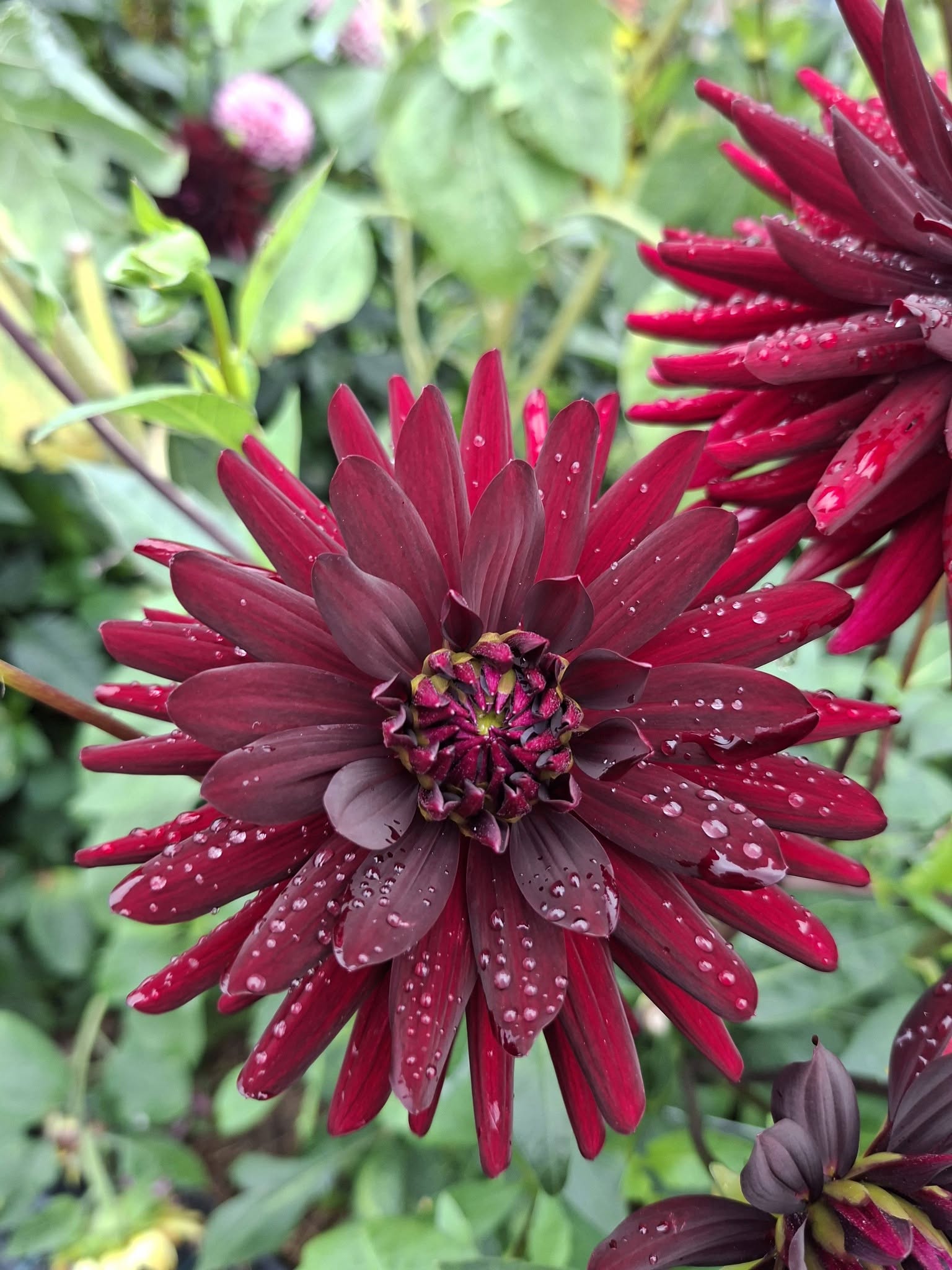 Dahlia knöl Chat Noir Kaktus  - 4
