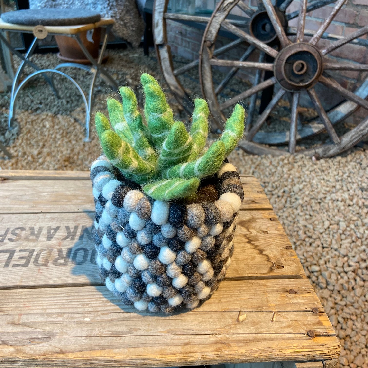 Aloevera växt med jord och kruka helt i ull - 5