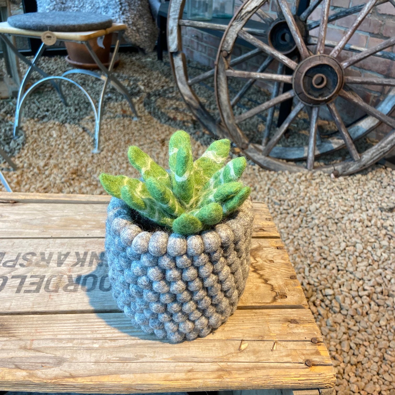 Aloevera växt med jord och kruka helt i ull - 4