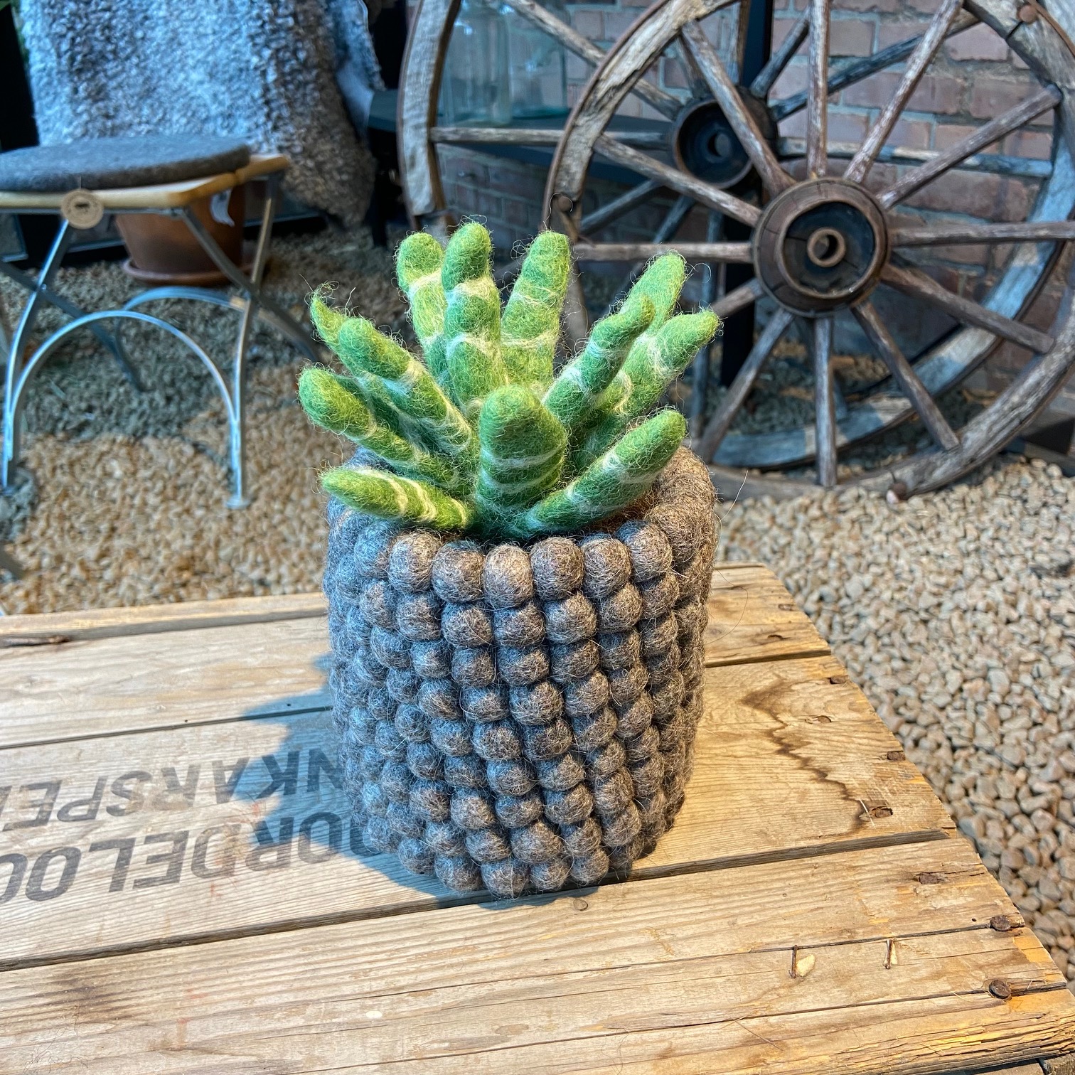 Aloevera växt med jord och kruka helt i ull - 3