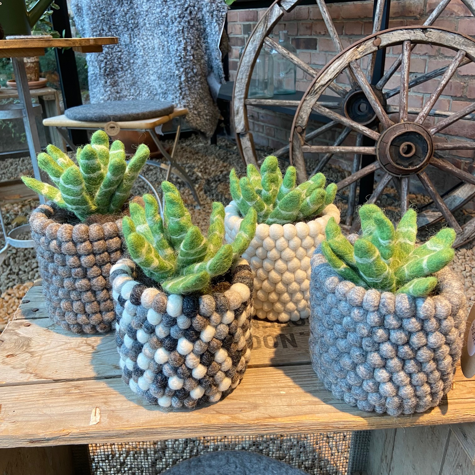 Aloevera växt med jord och kruka helt i ull