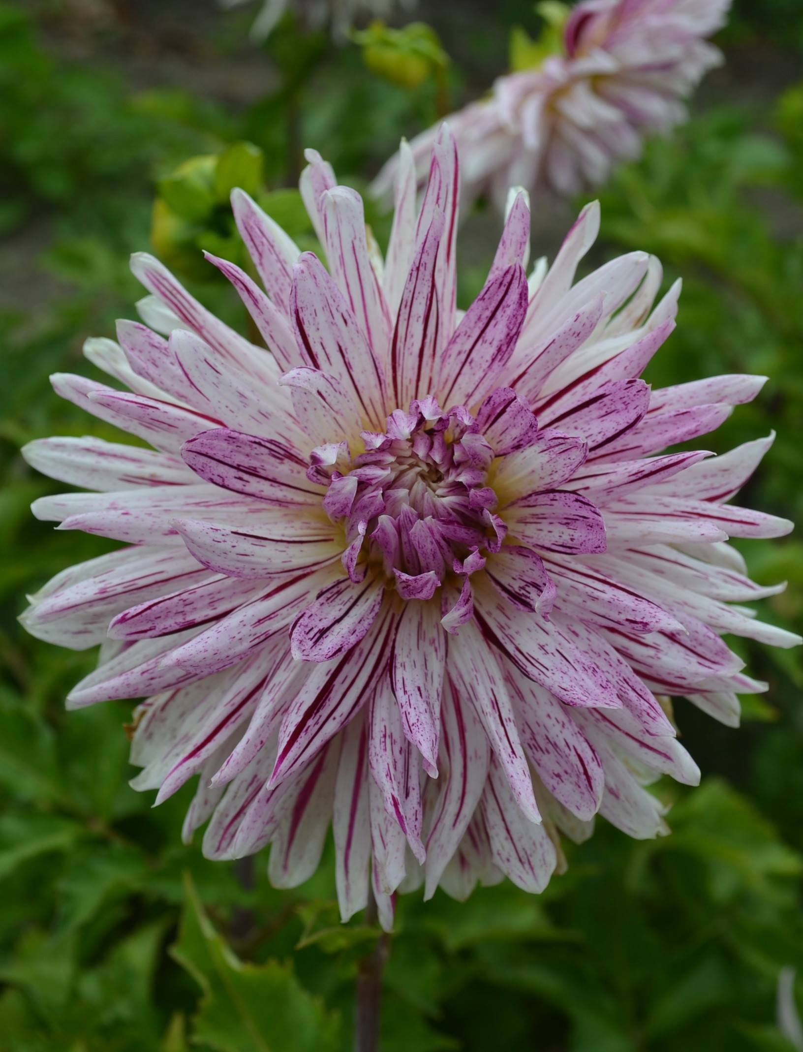 Dahlia knöl Avignon Dekorativ Nyhet 2027!