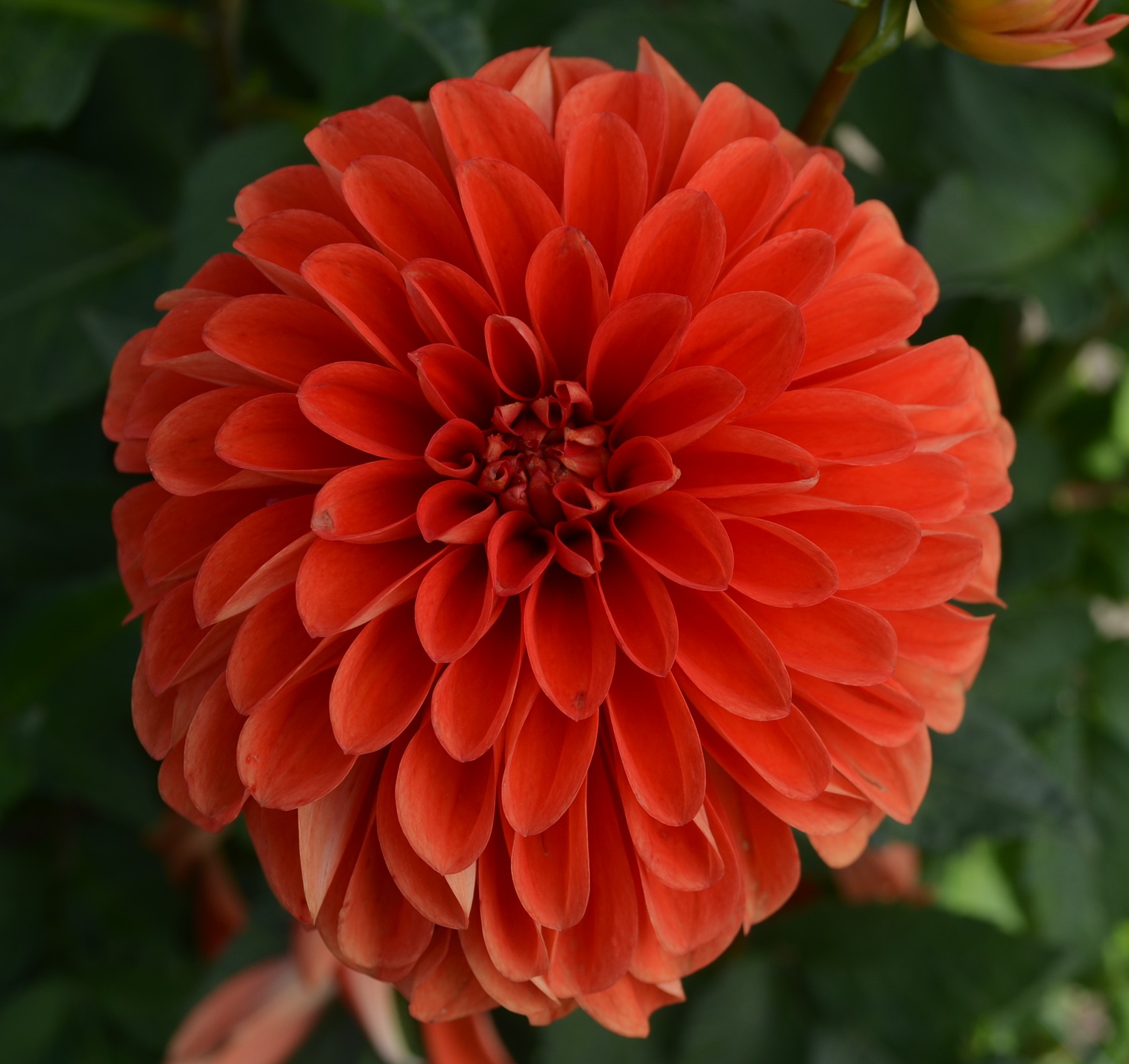 Dahlia knöl Happy Halloween Boll Nyhet 2027!