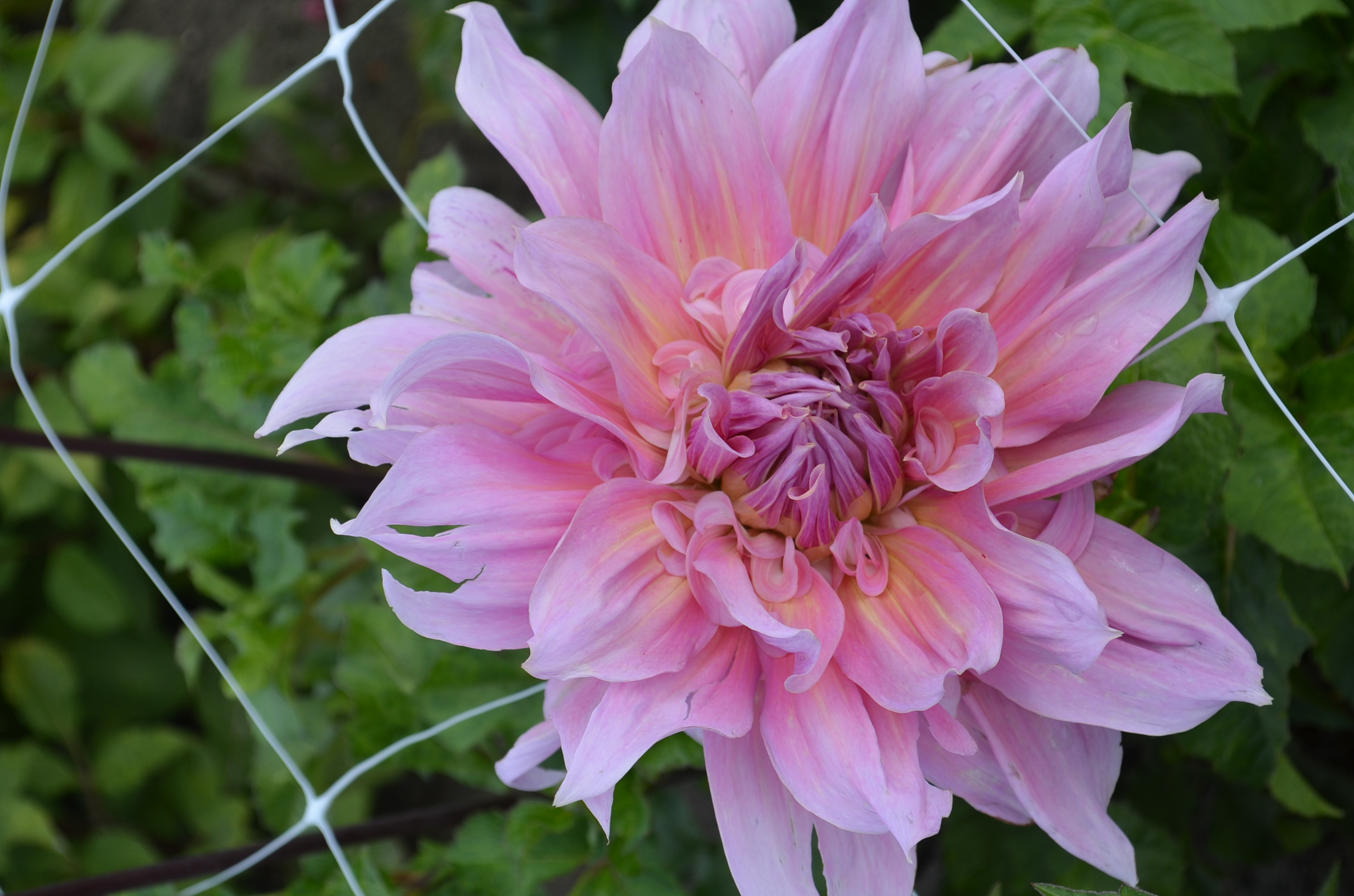 Dahlia knöl Maki Dekorativ Nyhet 2027!