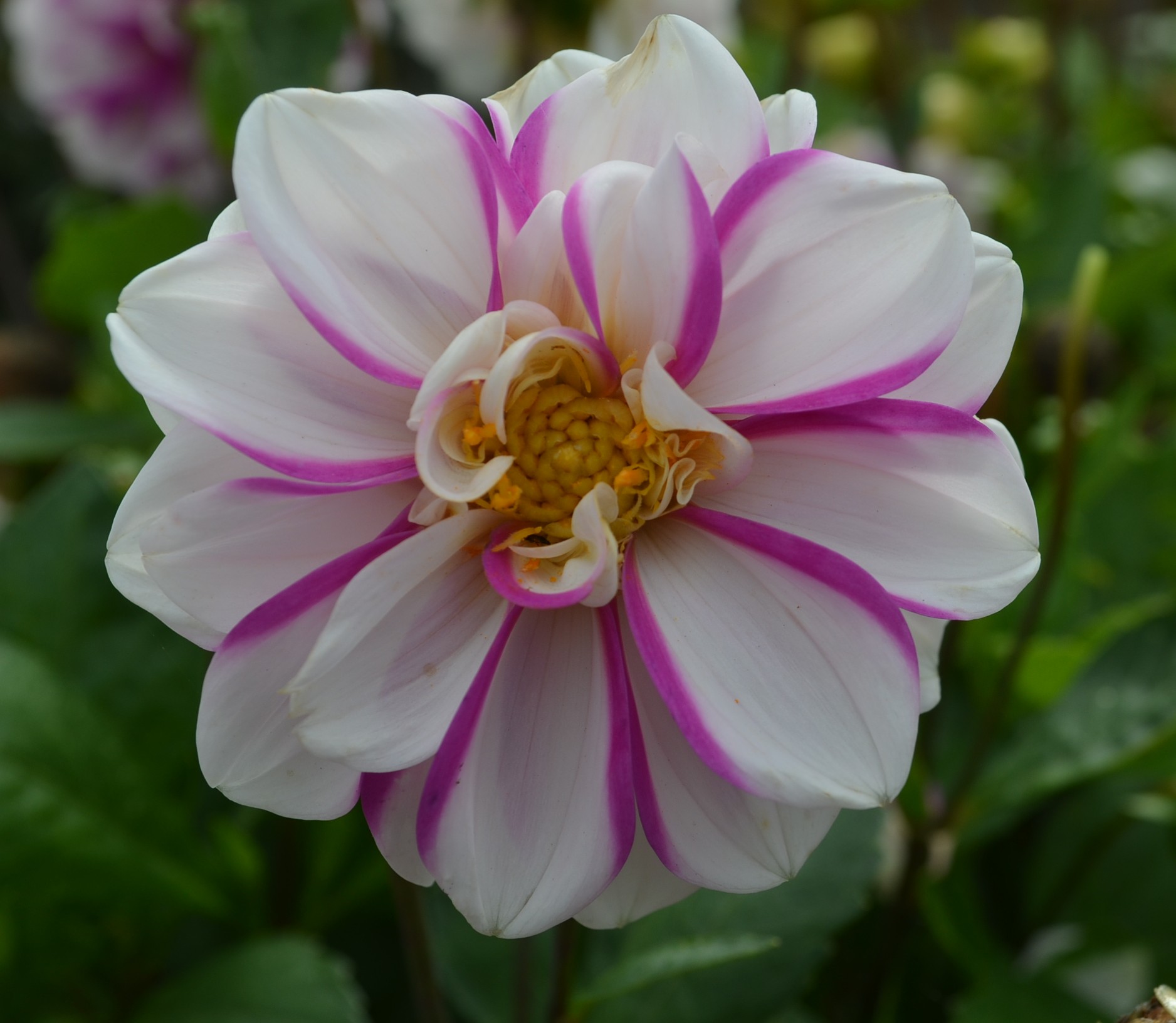 Dahlia knöl Priceless Pink  Enkel Nyhet 2027!