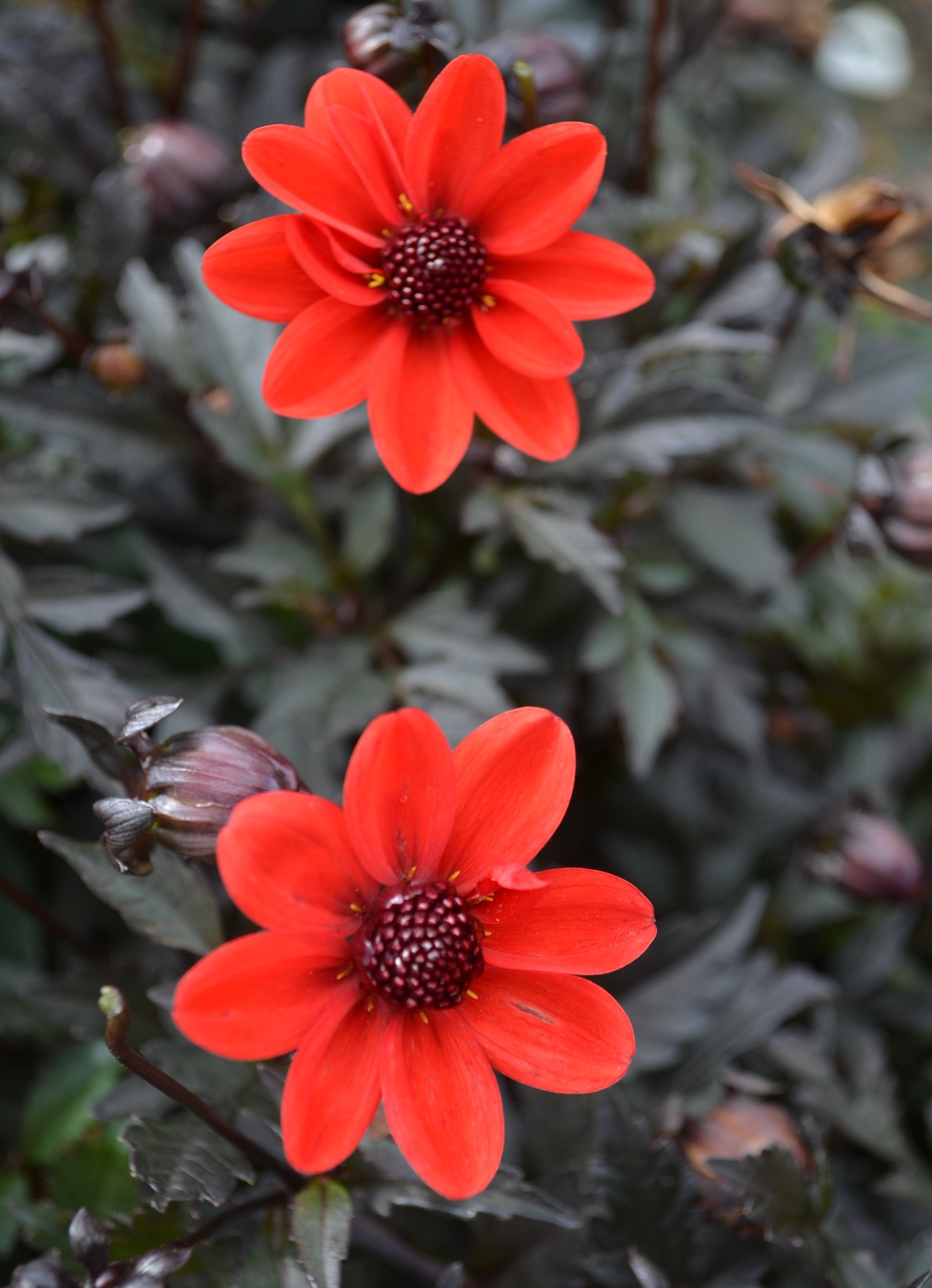 Dahlia knöl Priceless Pink  Enkel Nyhet 2027!