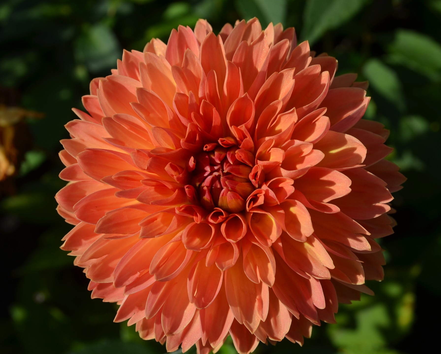 Dahlia knöl Orange Impact  Fimbriata Nyhet 2027!