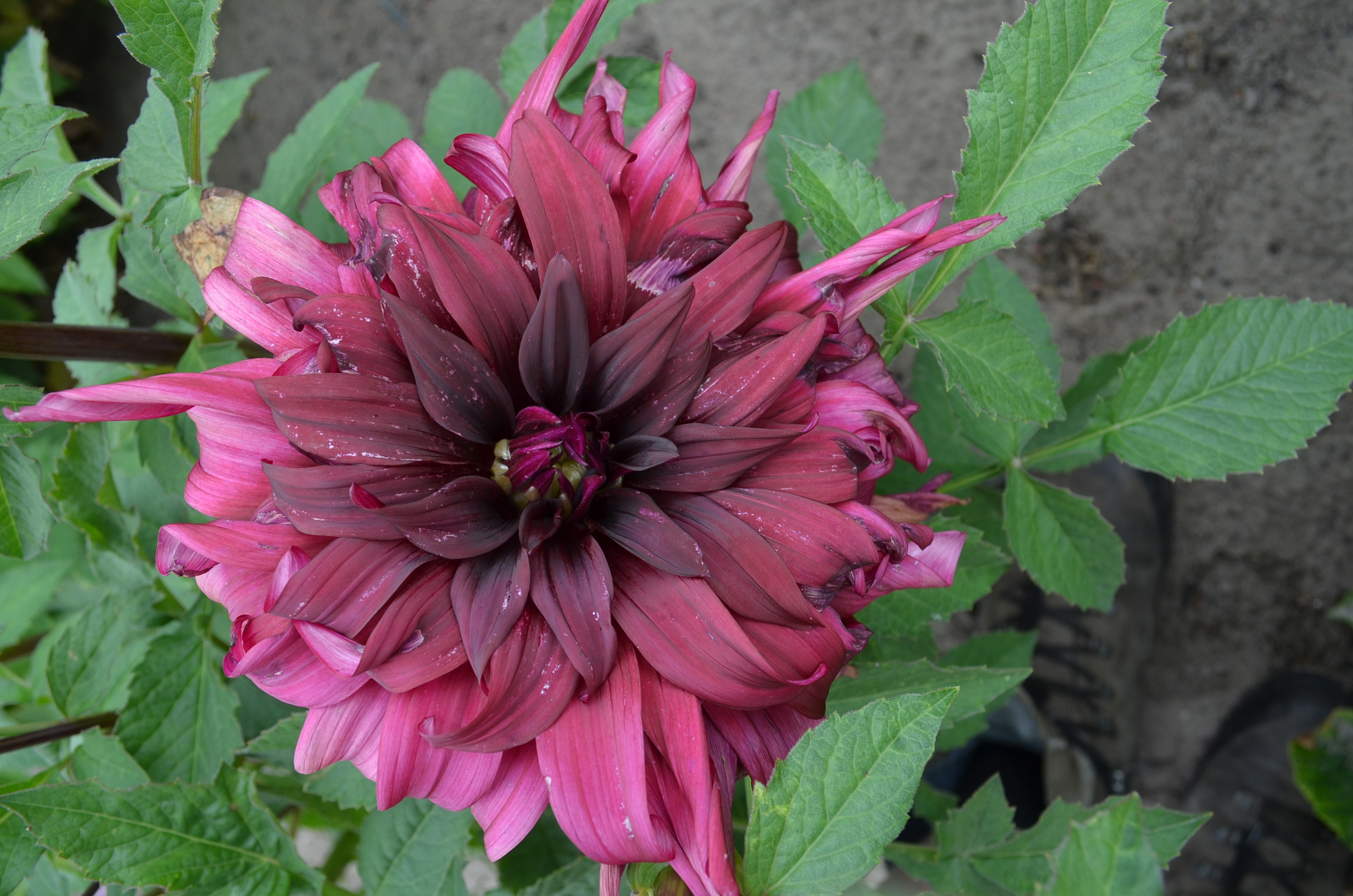 Dahlia knöl Brigitta Alida  "Kaktus"Nyhet 2027!