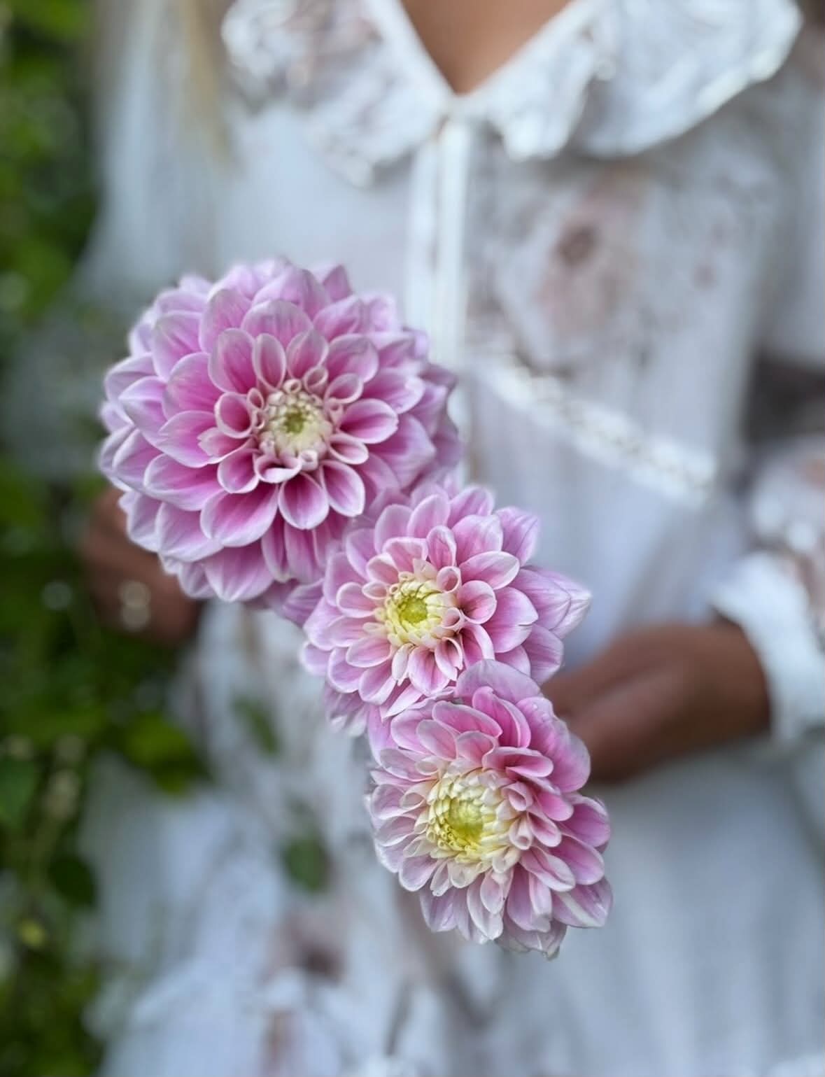 Dahlia knöl Sweet Love  "Dekorativ"Nyhet 2027! - 2