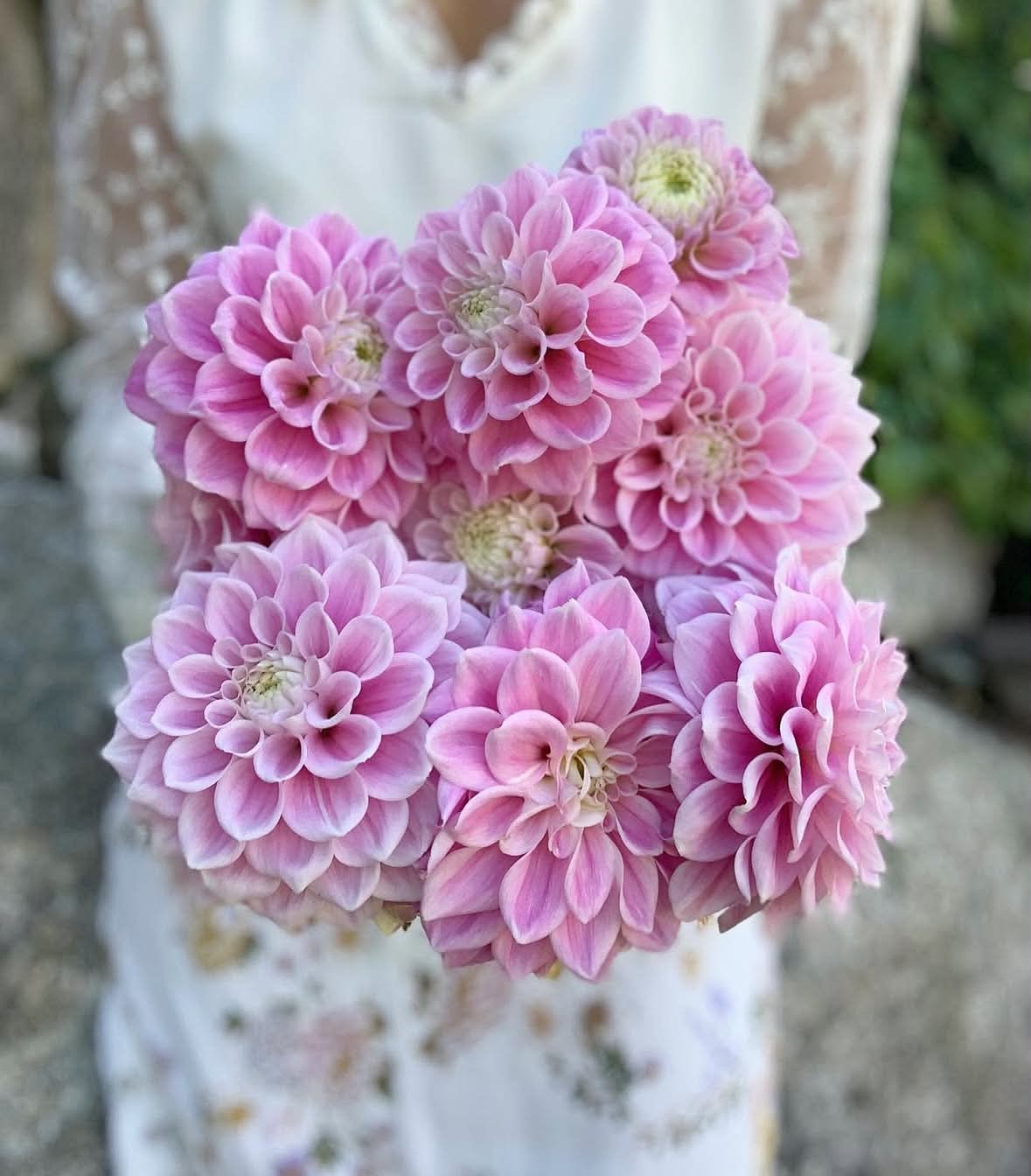 Dahlia knöl Sweet Love  "Dekorativ"Nyhet 2027!