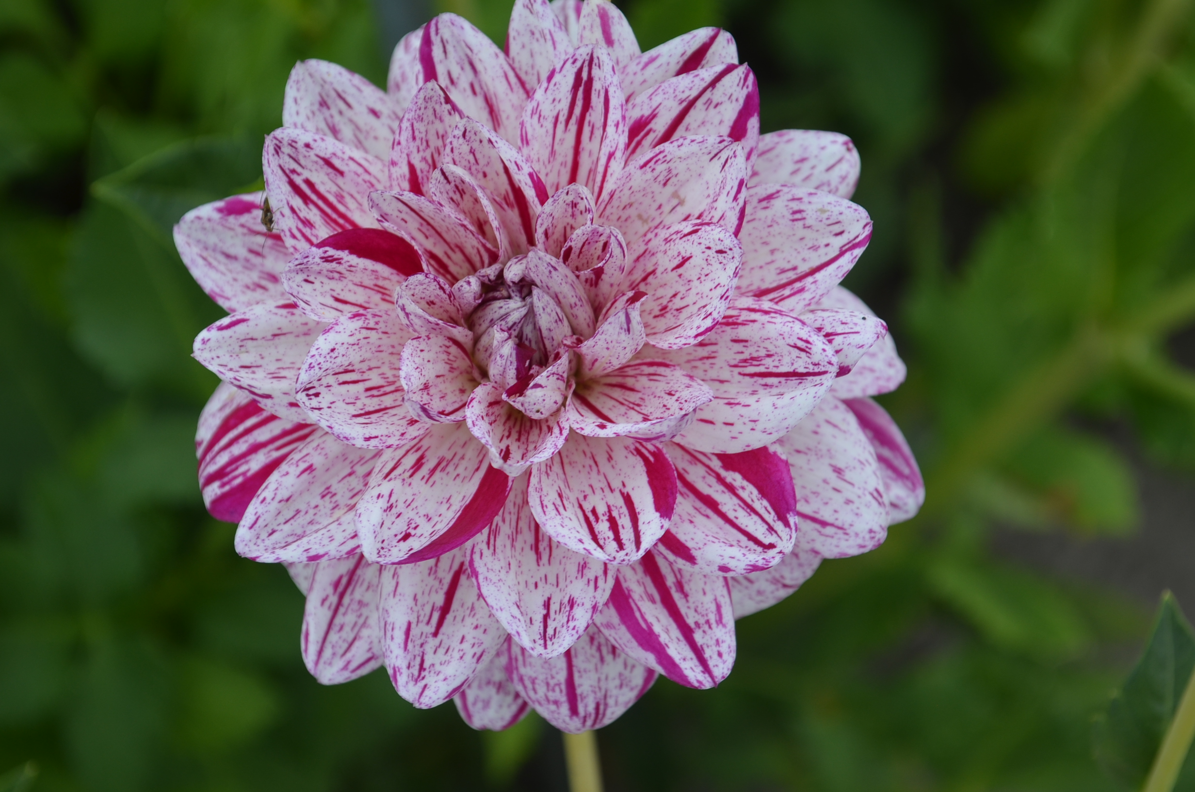 Dahlia knöl Bright Diamond  "Näckros"Nyhet 2027!