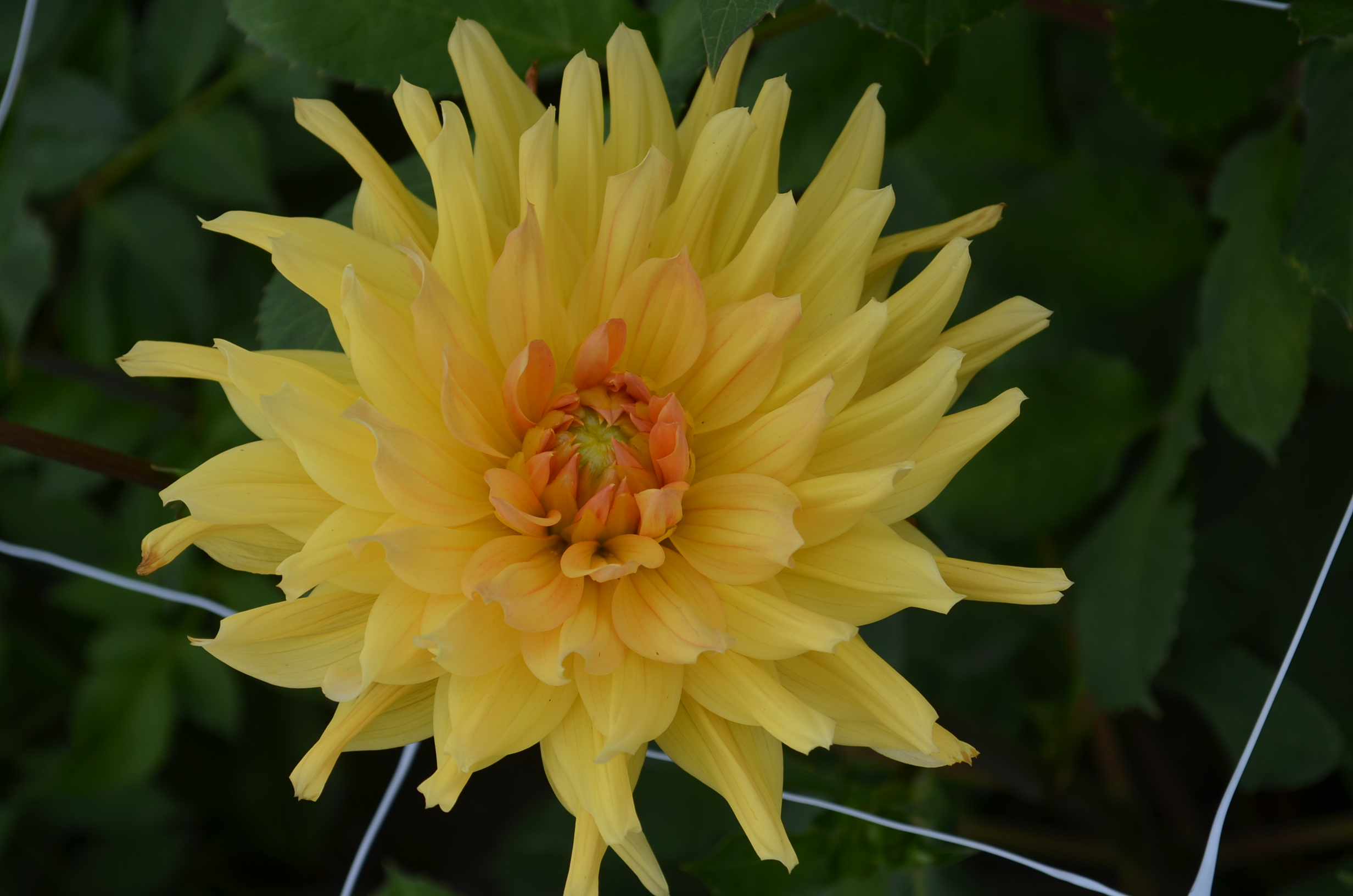 Dahlia knöl Gelber Vulcan  "Kaktus"Nyhet 2027!
