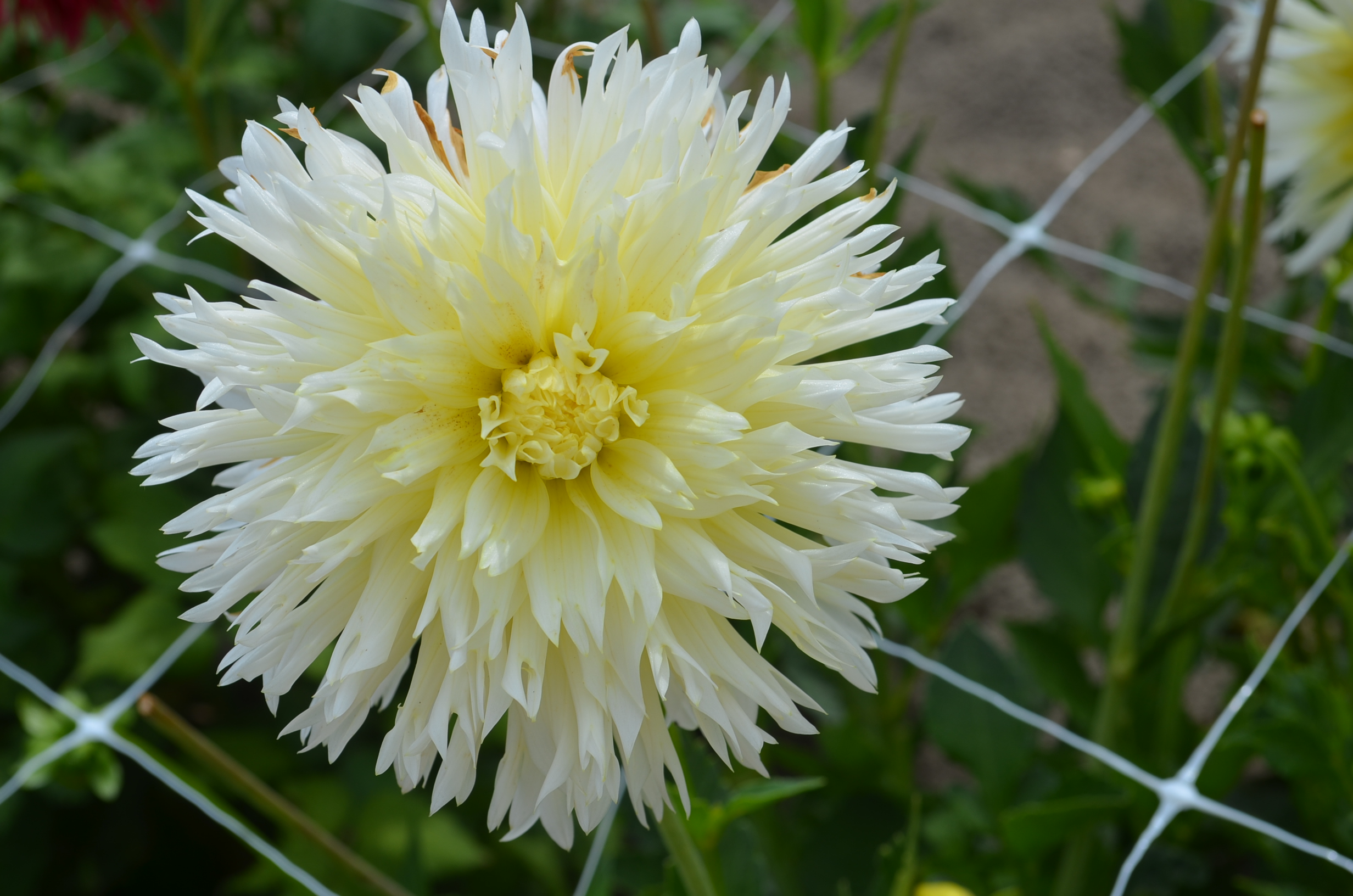 Dahlia knöl Ice crystal  "Fimbriata"Nyhet 2027!