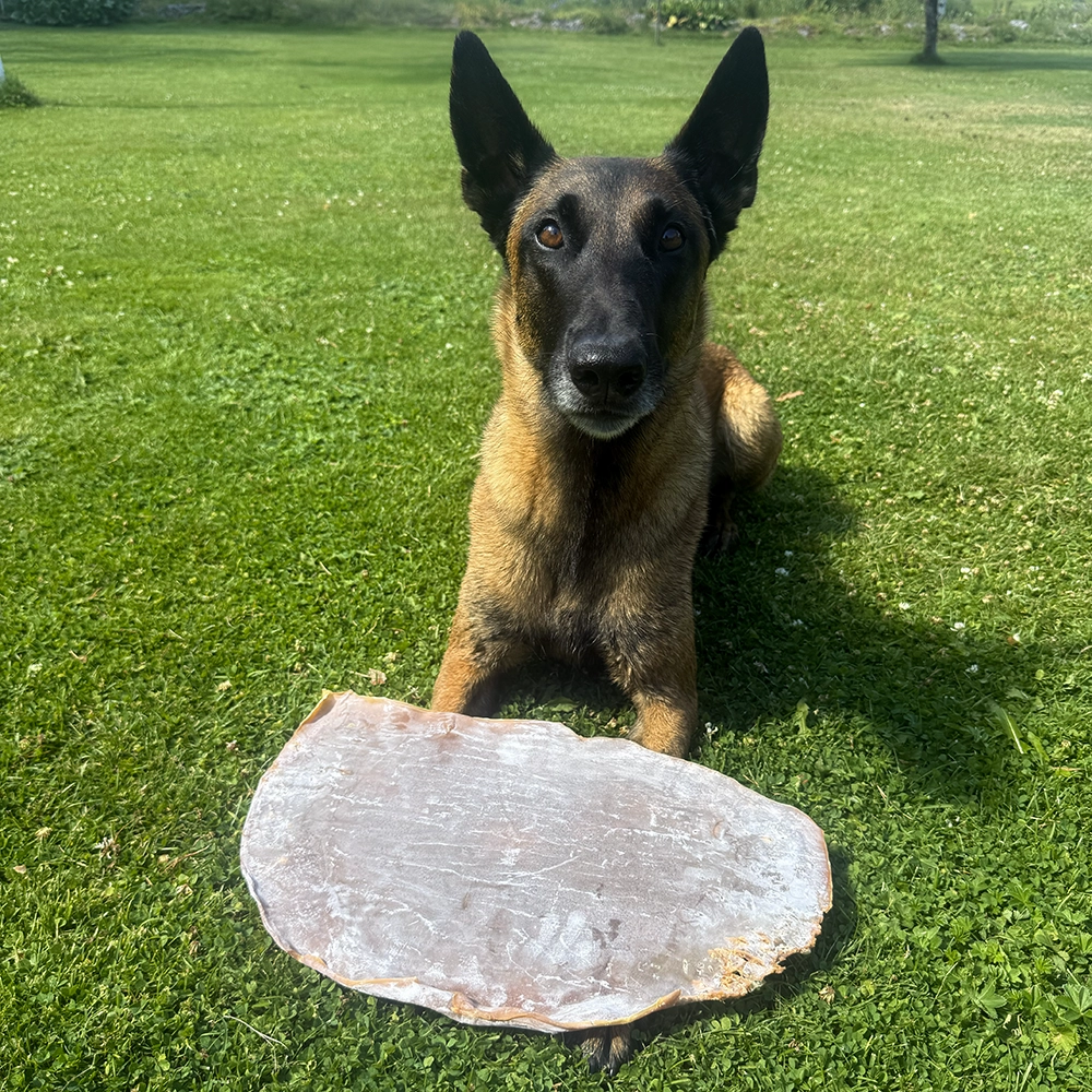 Gigantisk tuggbit till hunden torkad bläckfiskplatta från Sn'urk