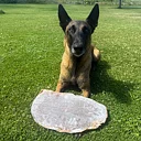 Gigantisk tuggbit till hunden torkad bläckfiskplatta från Sn'urk