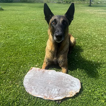Gigantisk tuggbit till hunden torkad bläckfiskplatta från Sn'urk