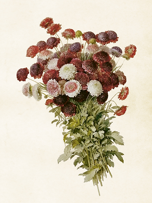 18x24 cm  Poster krysantemum