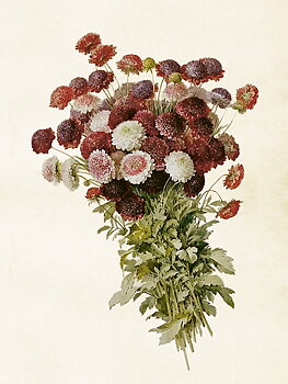 18x24 cm  Poster krysantemum