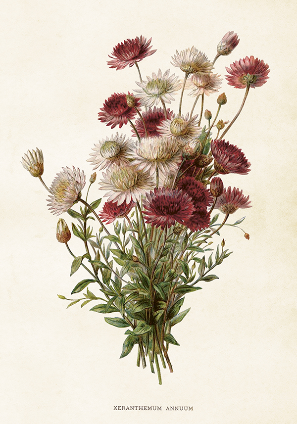 35x50 cm Poster krysantemum
