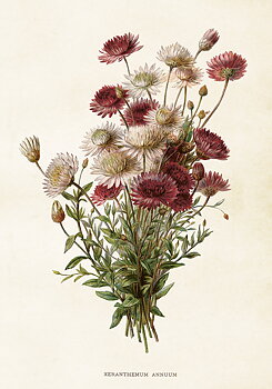 35x50 cm Poster krysantemum