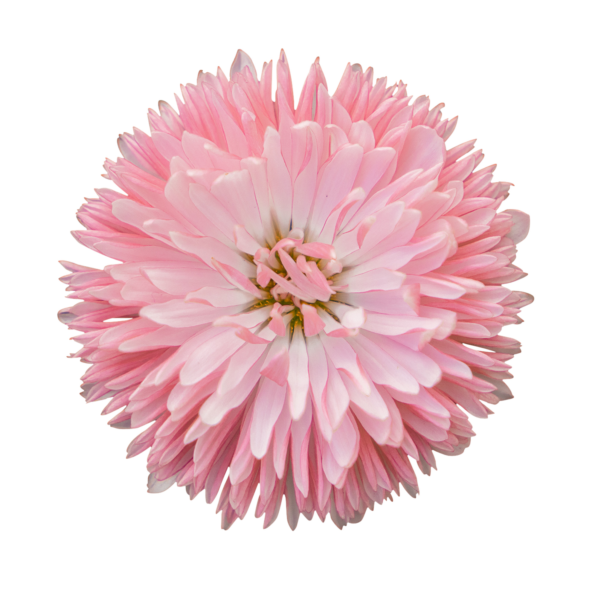 Bellis perennis Robella 30 frö ,inkommande
