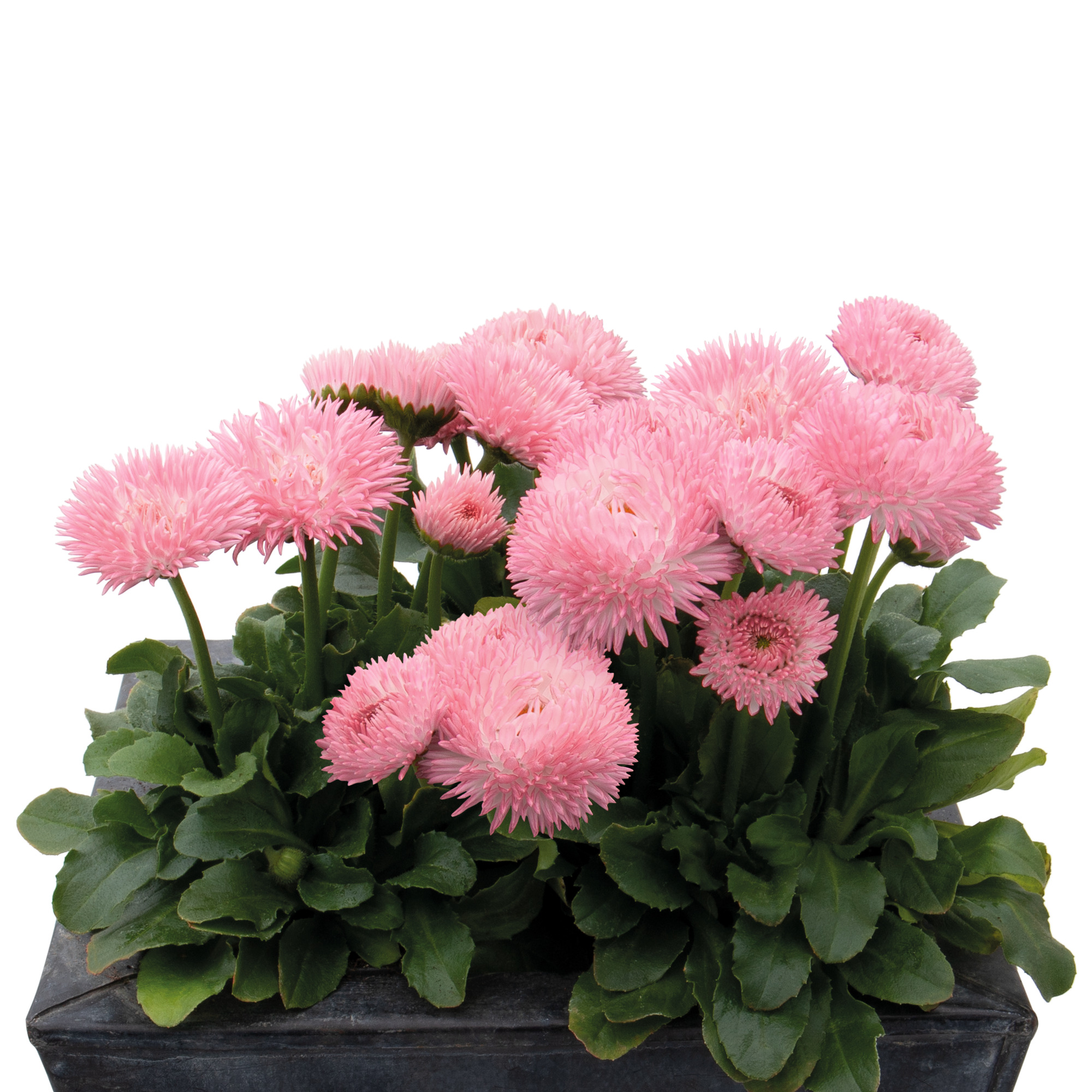 Bellis perennis Robella 30 frö ,inkommande - 3
