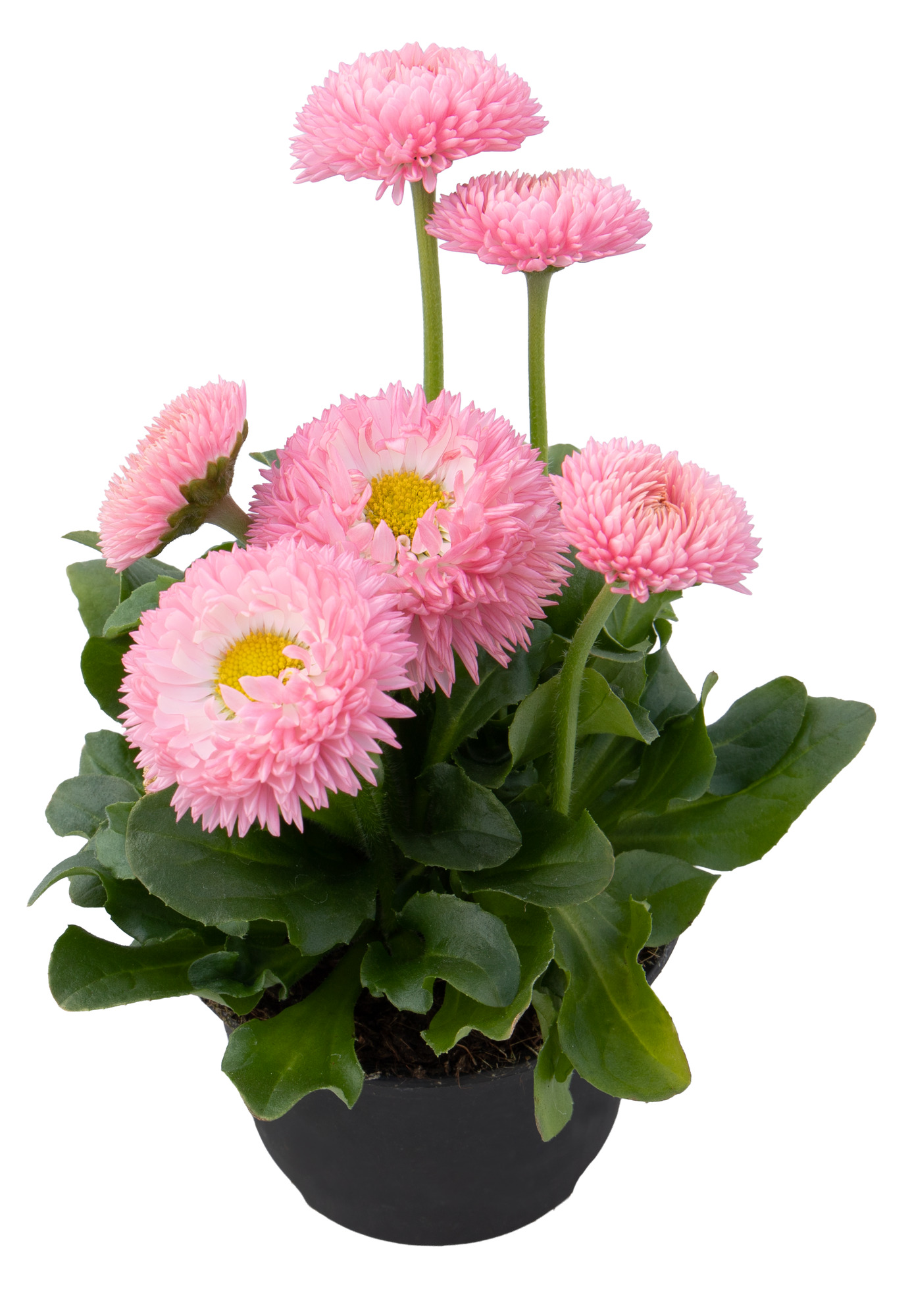 Bellis perennis Robella 30 frö ,inkommande - 2