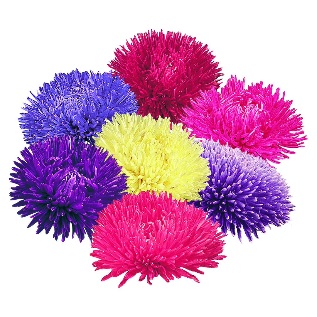 Aster Gala Mix 30 frö ,inkommande