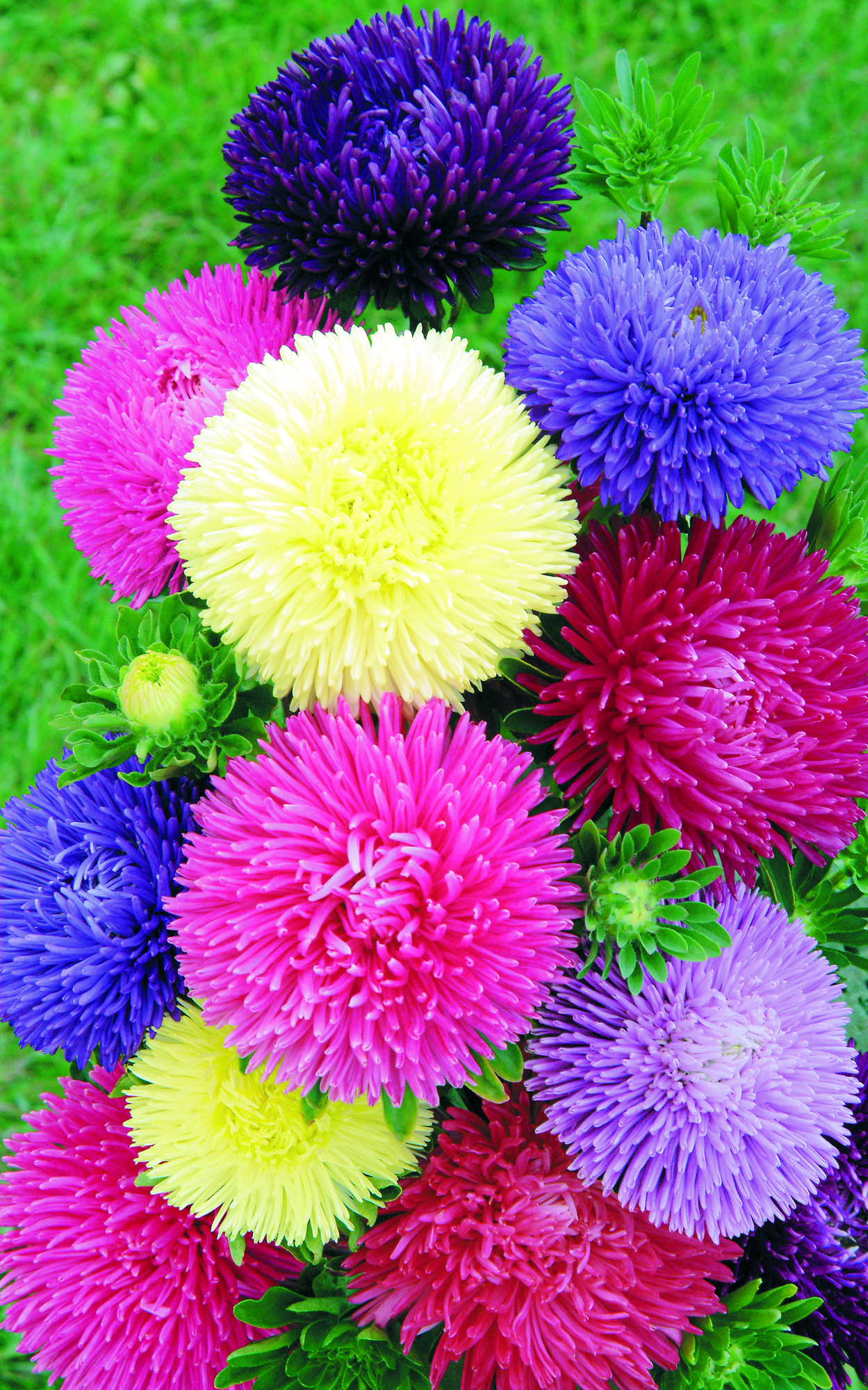 Aster Gala Mix 30 frö ,inkommande - 2