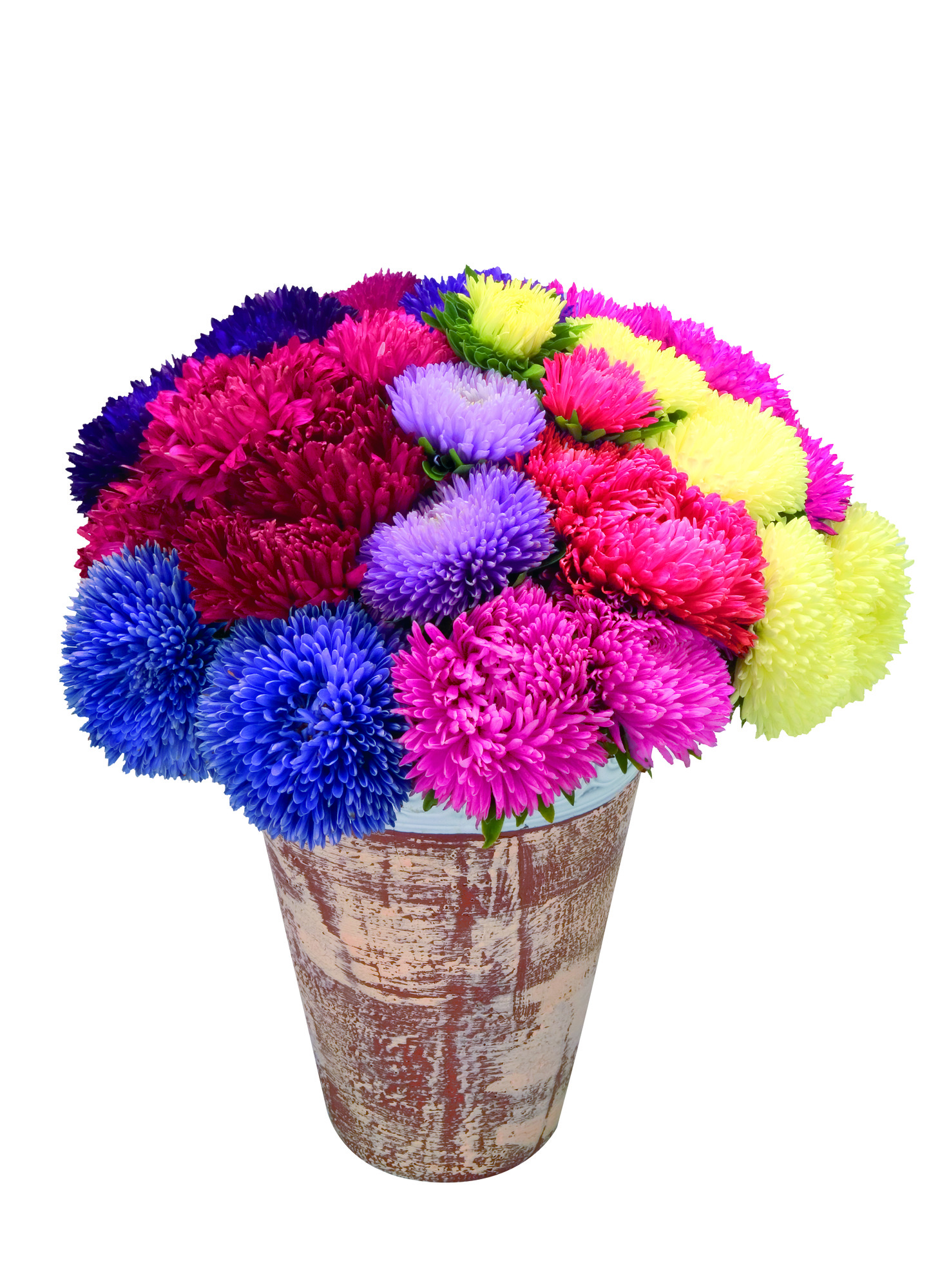 Aster Gala Mix 30 frö ,inkommande - 3