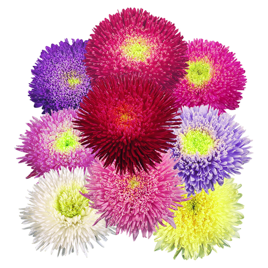 Aster Benarys Princess  Mix  30 frö ,inkommande